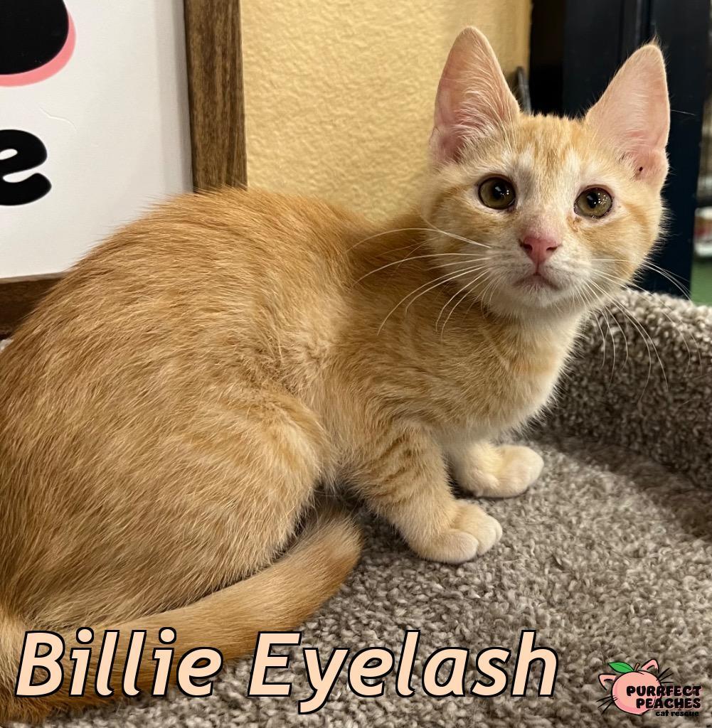 Billie Eyelash, a Adoptable mixed breed in Douglasville, GA image 2/2
