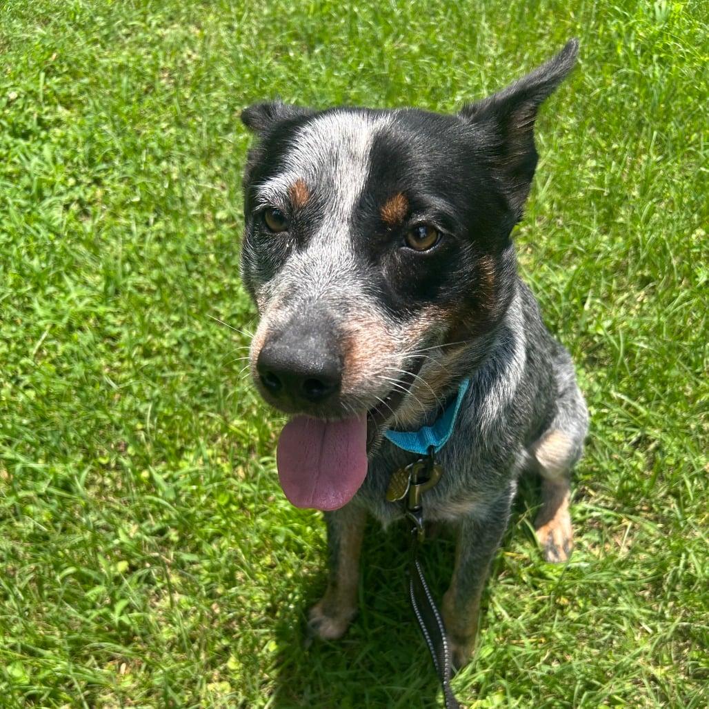 Wrangler 2, a Adoptable Australian Cattle Dog / Blue Heeler in Bradenton, FL image 1/6