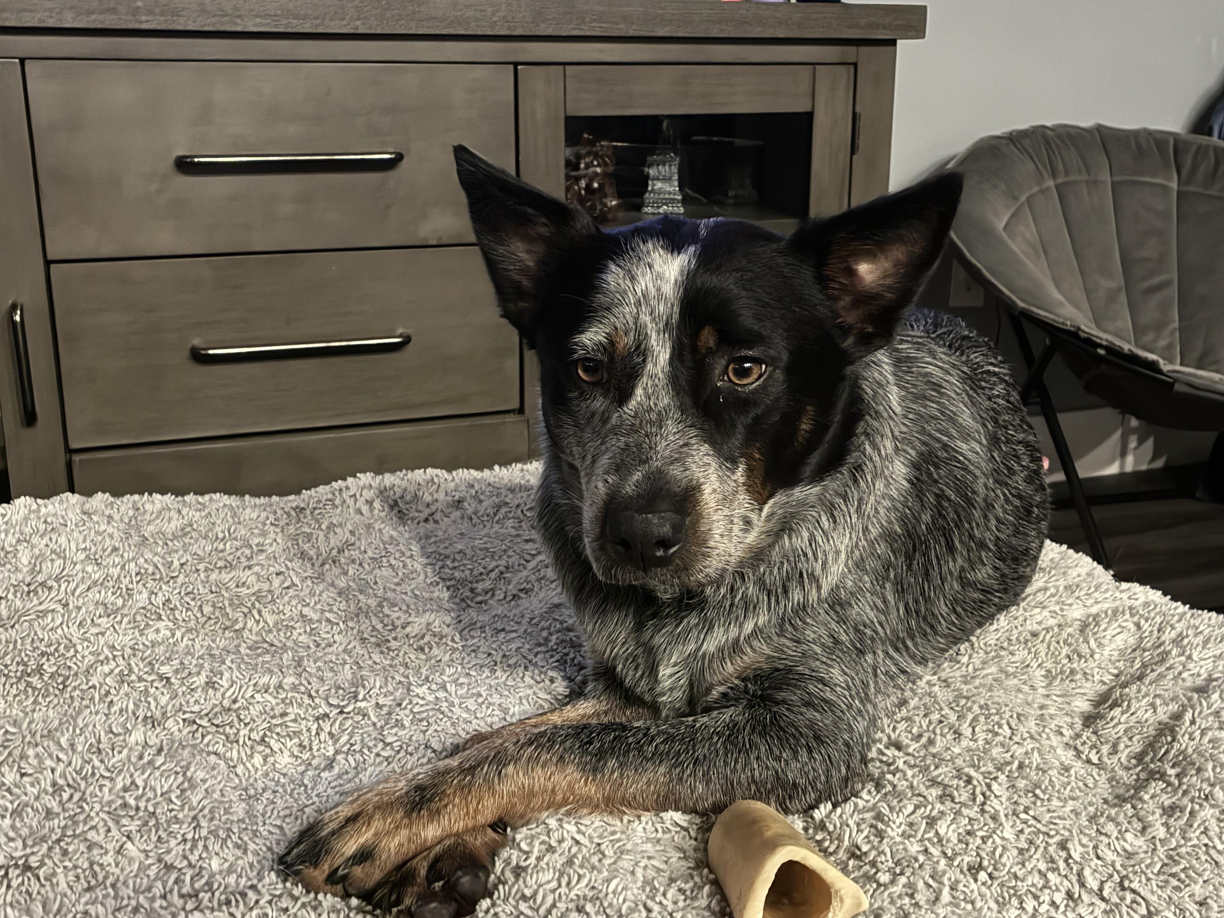 Wrangler 2, a Adoptable Australian Cattle Dog / Blue Heeler in Bradenton, FL image 2/6