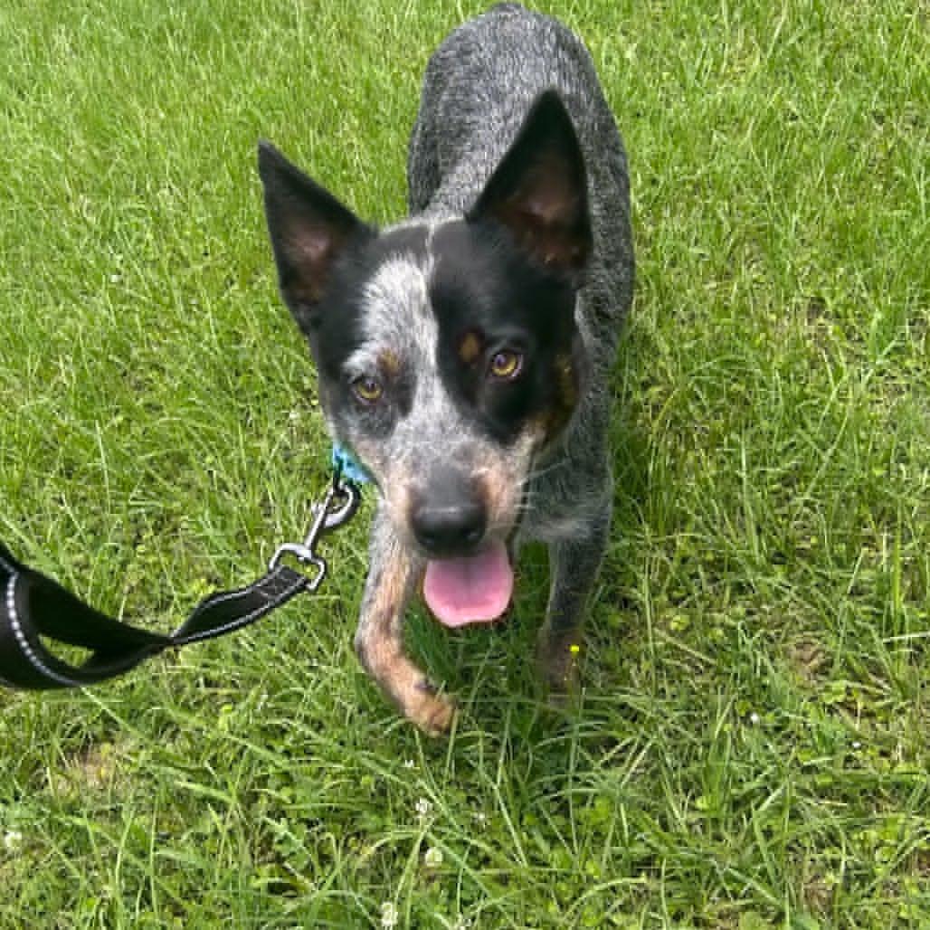 Wrangler 2, a Adoptable Australian Cattle Dog / Blue Heeler in Bradenton, FL image 3/6