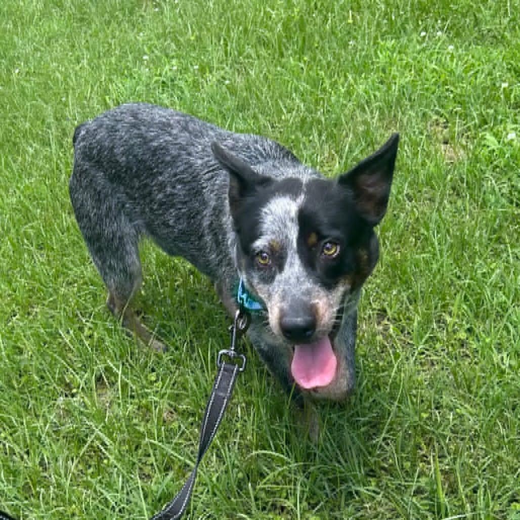 Wrangler 2, a Adoptable Australian Cattle Dog / Blue Heeler in Bradenton, FL image 4/6