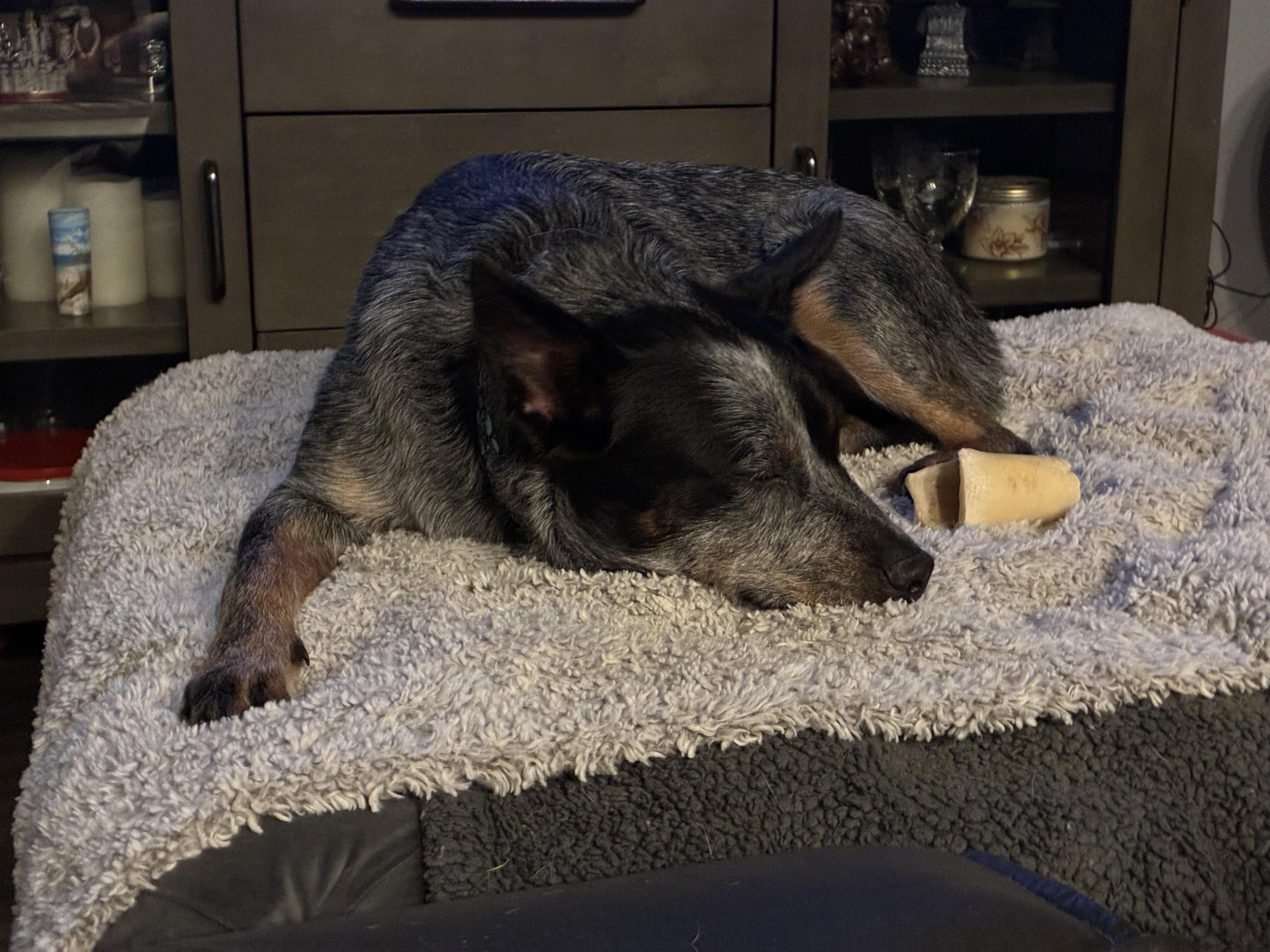 Wrangler 2, a Adoptable Australian Cattle Dog / Blue Heeler in Bradenton, FL image 5/6