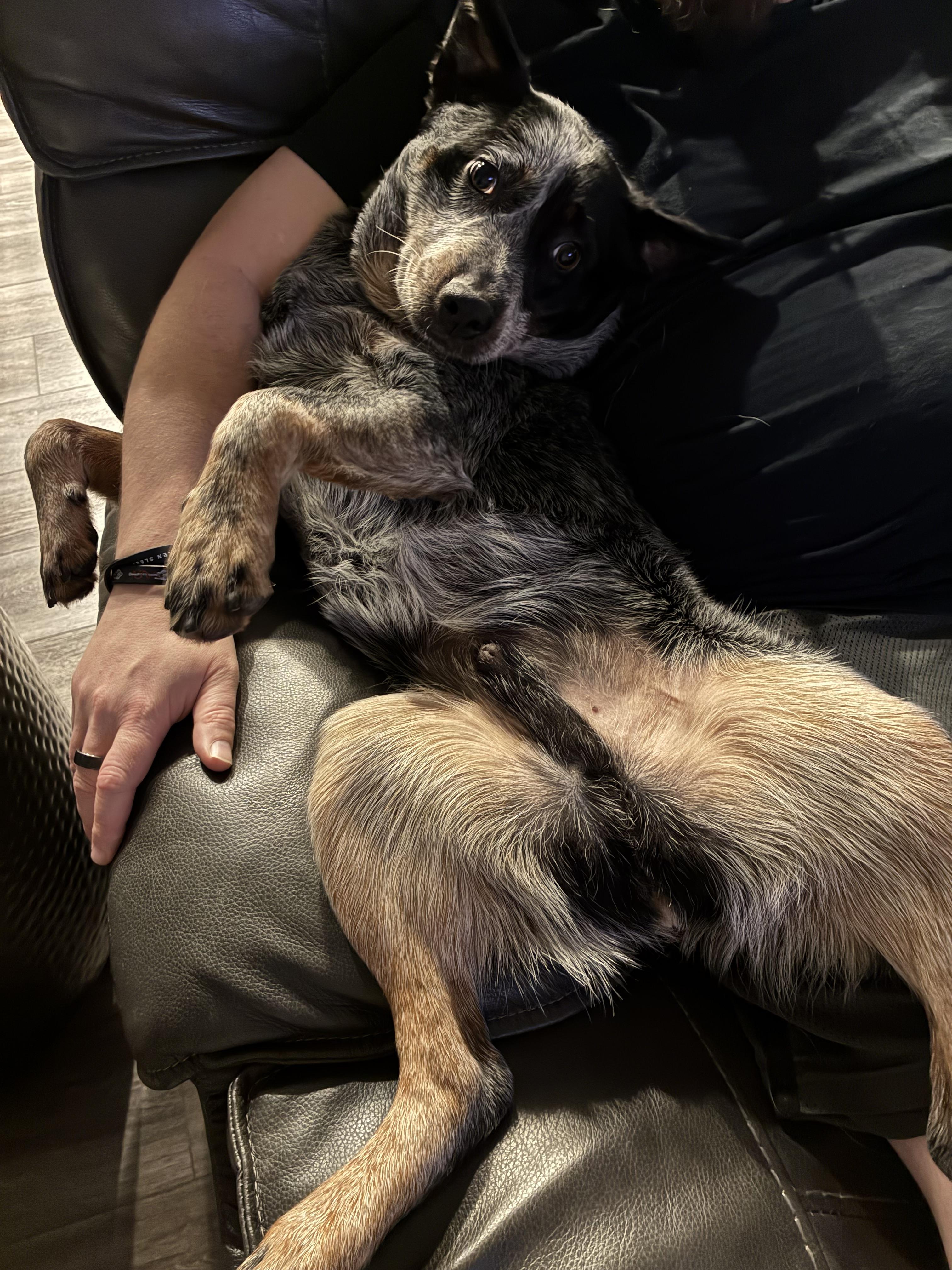 Wrangler 2, a Adoptable Australian Cattle Dog / Blue Heeler in Bradenton, FL image 6/6