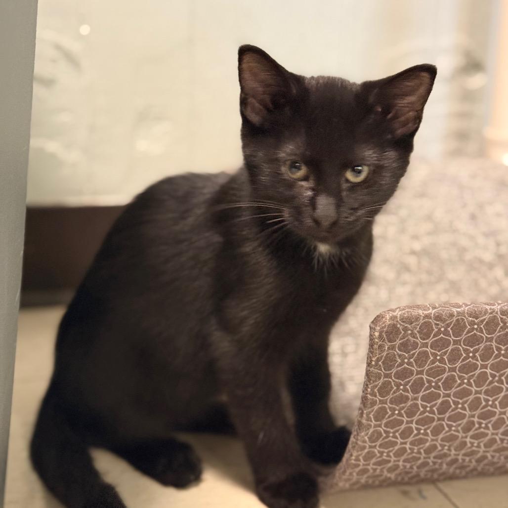 Button, a Adoptable Domestic Short Hair in Chariton, IA image 2/6