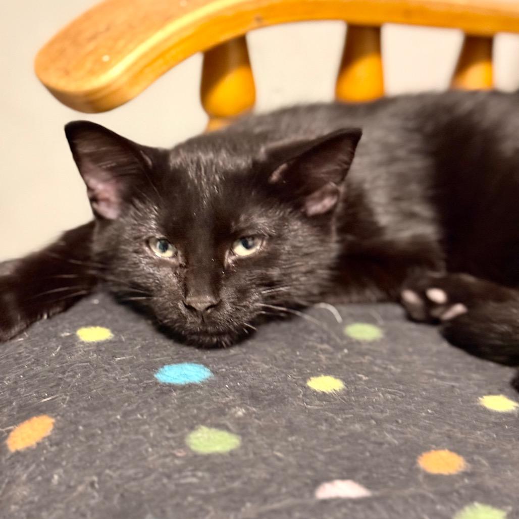 Button, a Adoptable Domestic Short Hair in Chariton, IA image 3/6