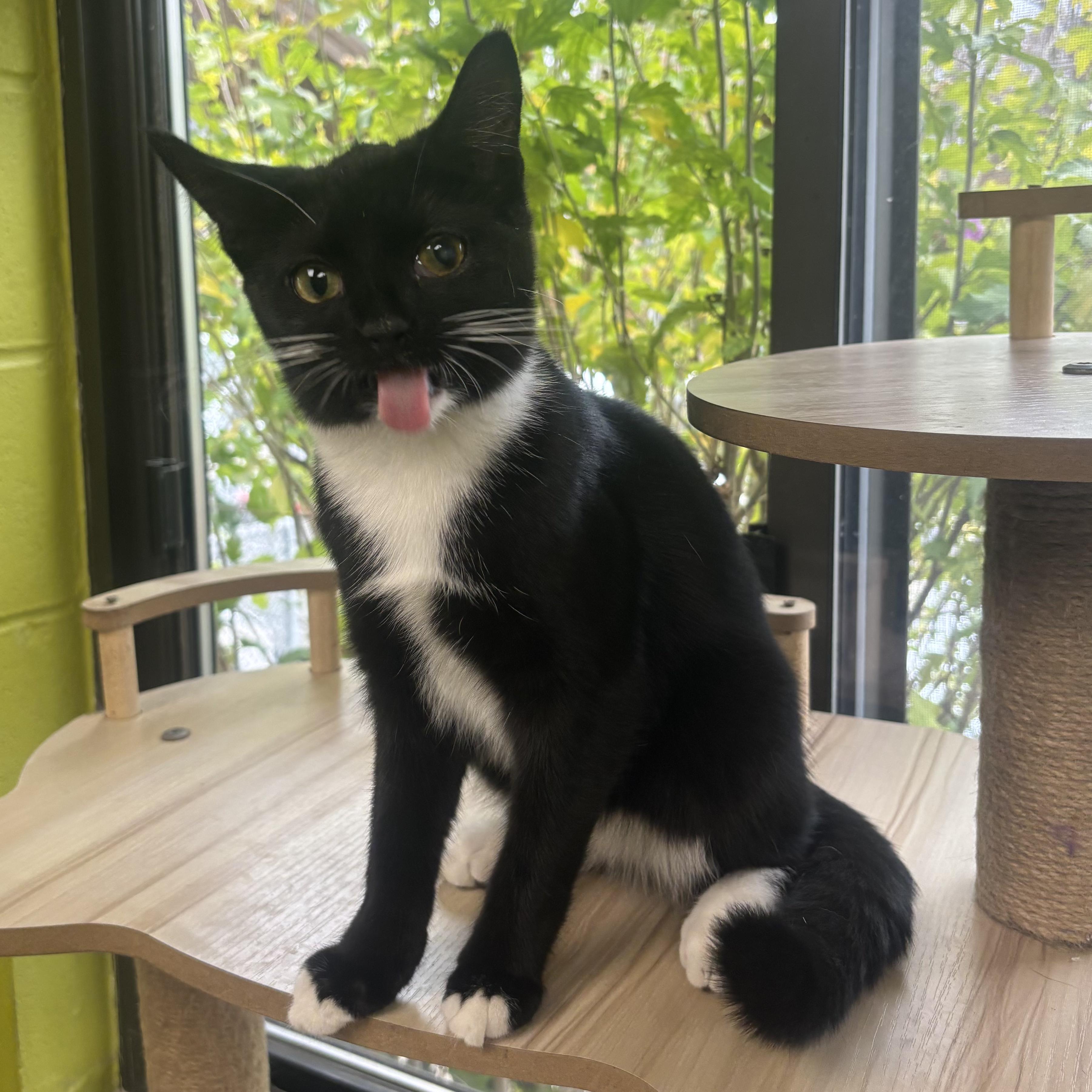 Enlarge Alana, a Adoptable Domestic Short Hair in Waynesburg, PA image 3/6