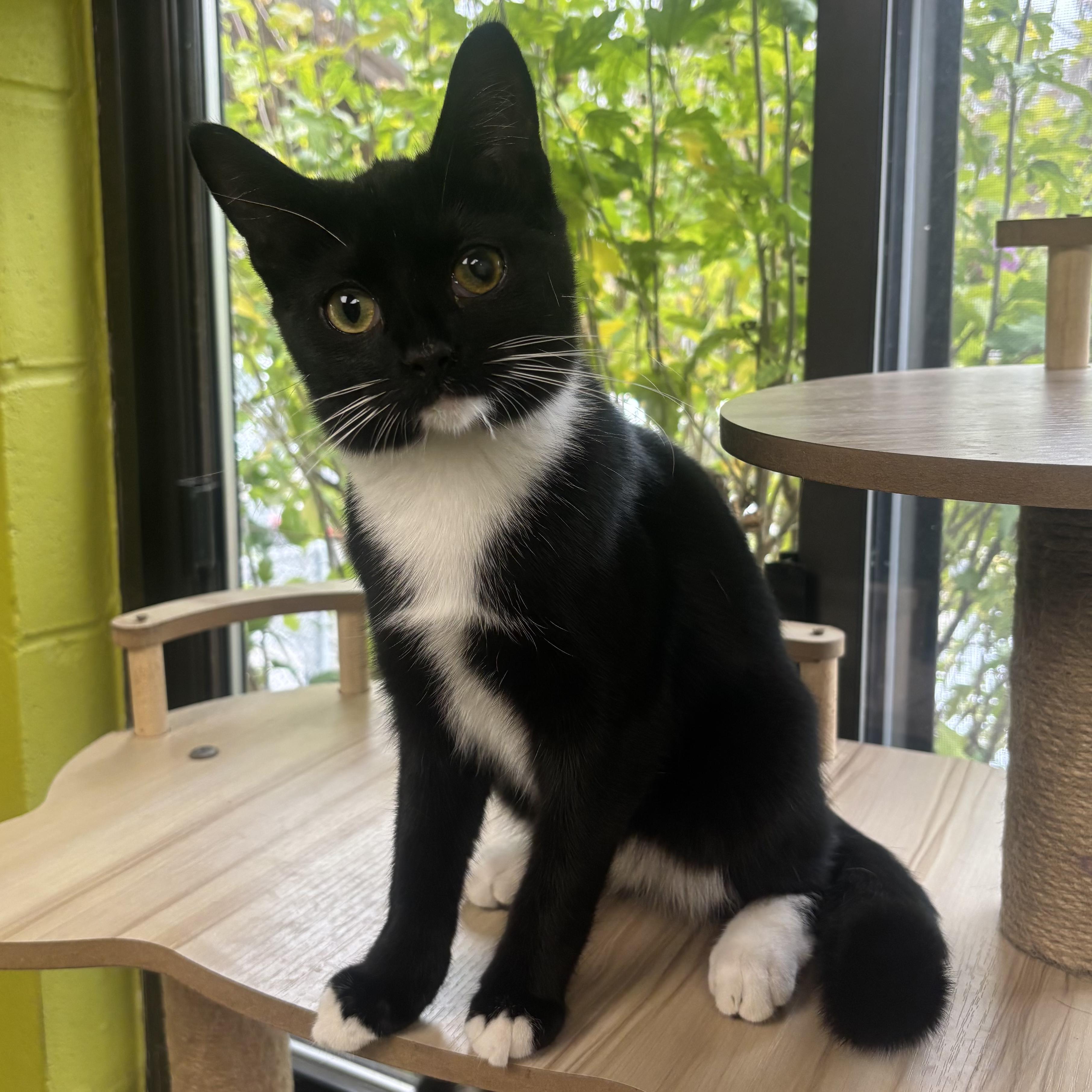 Enlarge Alana, a Adoptable Domestic Short Hair in Waynesburg, PA image 1/6