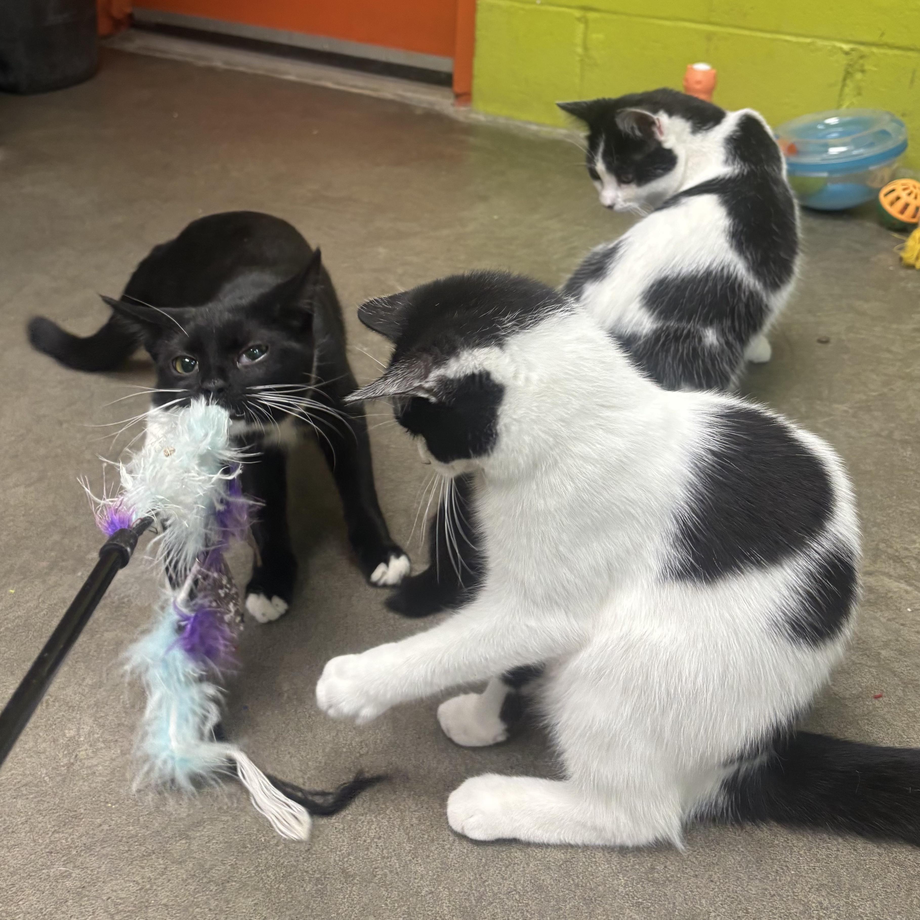 Enlarge Alana, a Adoptable Domestic Short Hair in Waynesburg, PA image 4/6