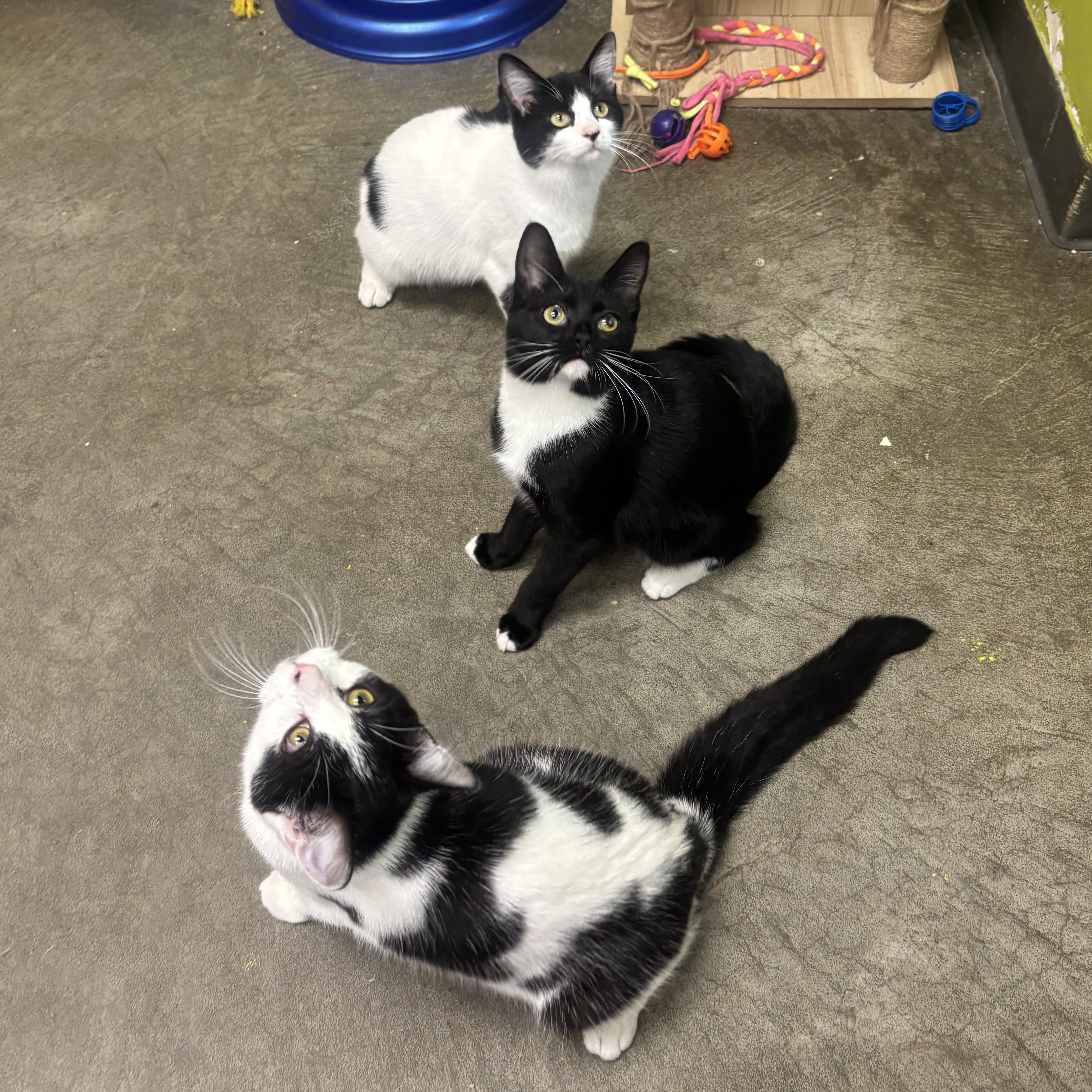 Enlarge Alana, a Adoptable Domestic Short Hair in Waynesburg, PA image 6/6