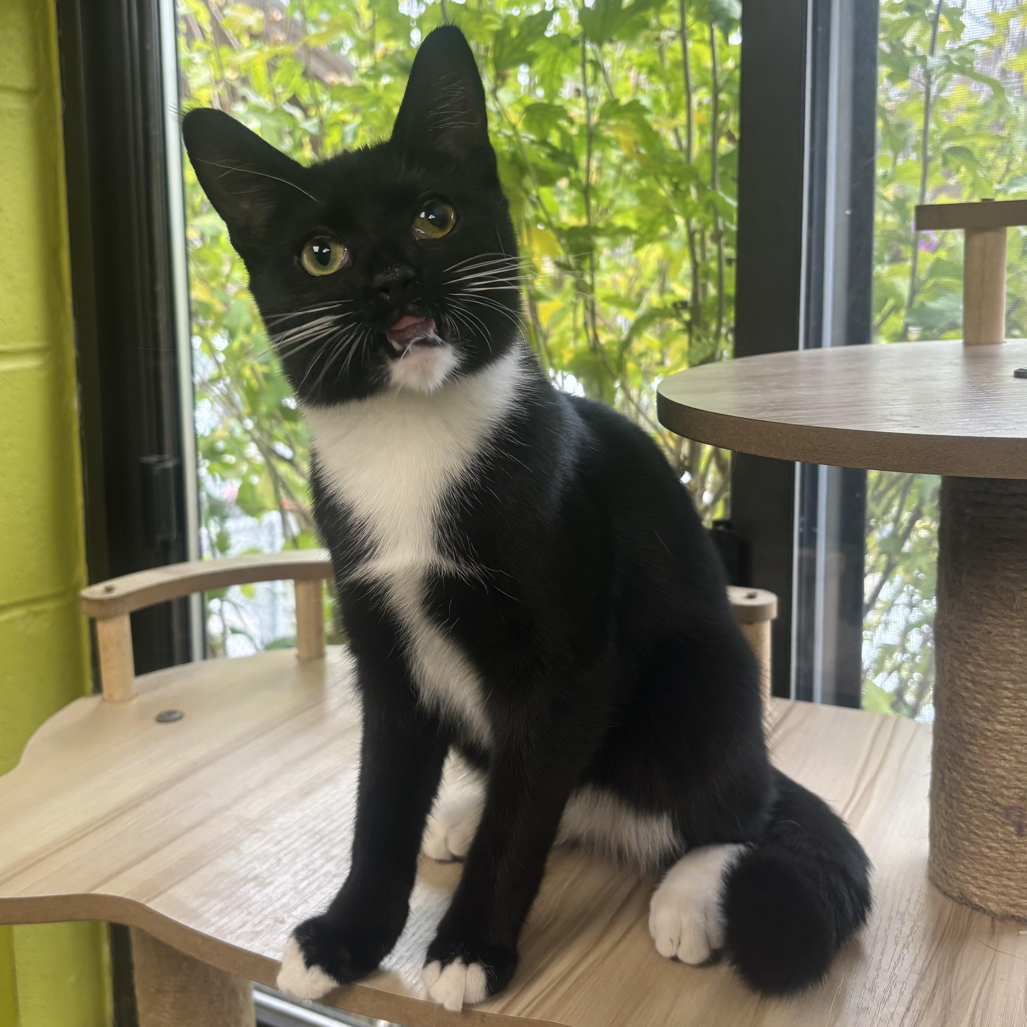 Enlarge Alana, a Adoptable Domestic Short Hair in Waynesburg, PA image 2/6