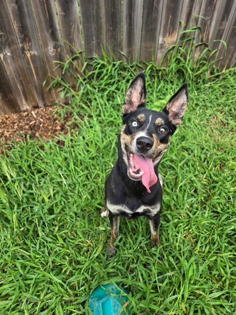 MOUSE, Adoptable, Young Female German Shepherd Dog & Australian Cattle Dog / Blue Heeler.