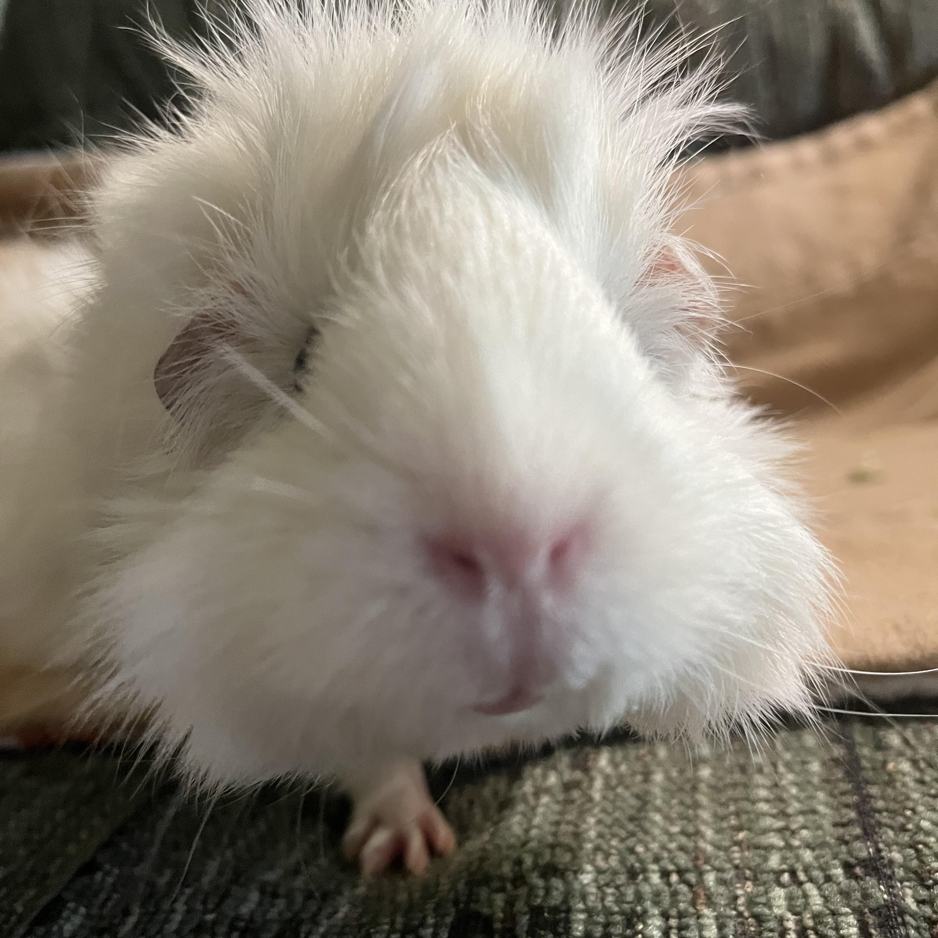 Enlarge Gracie, a Adoptable Guinea Pig in Austin, TX image 3/5