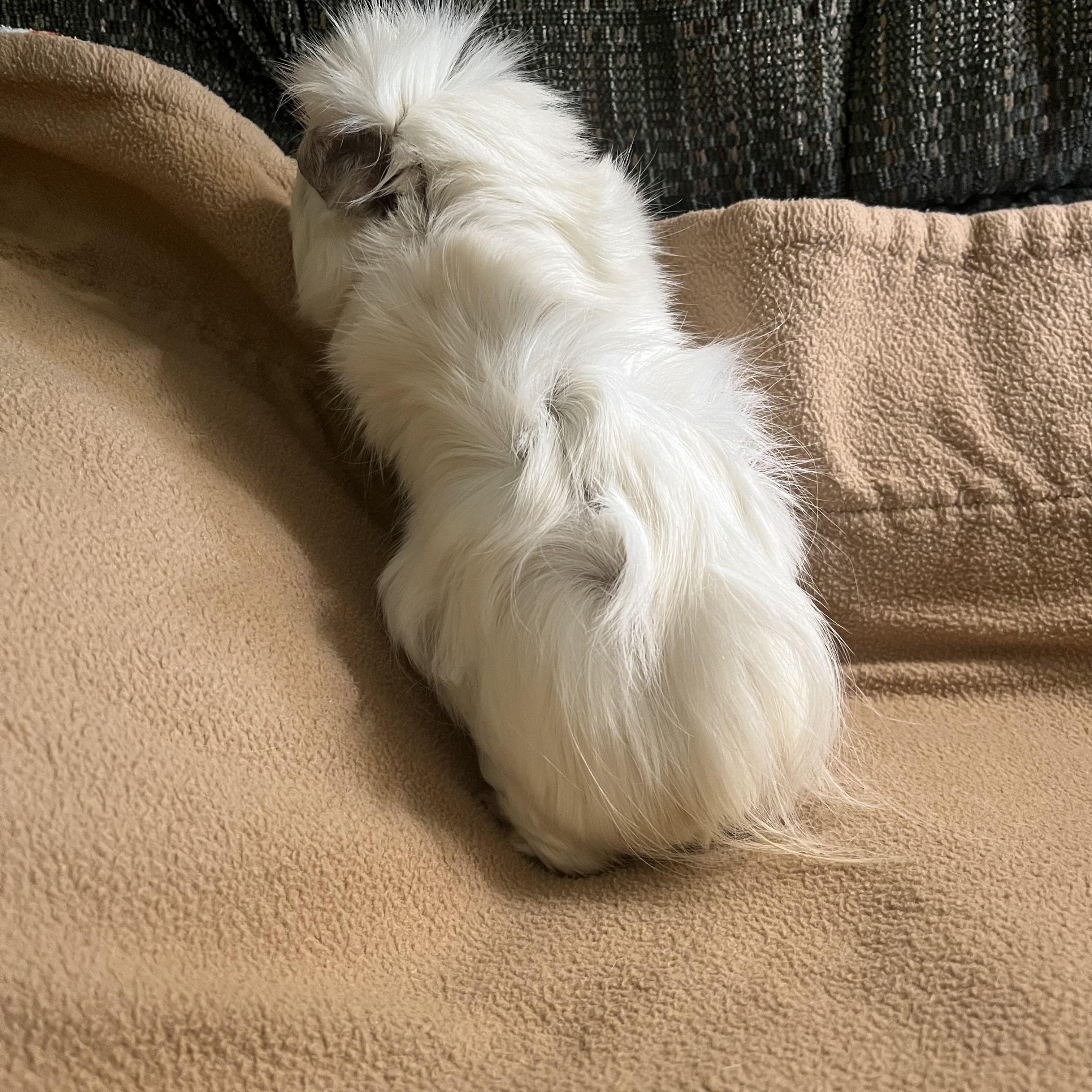 Enlarge Gracie, a Adoptable Guinea Pig in Austin, TX image 4/5