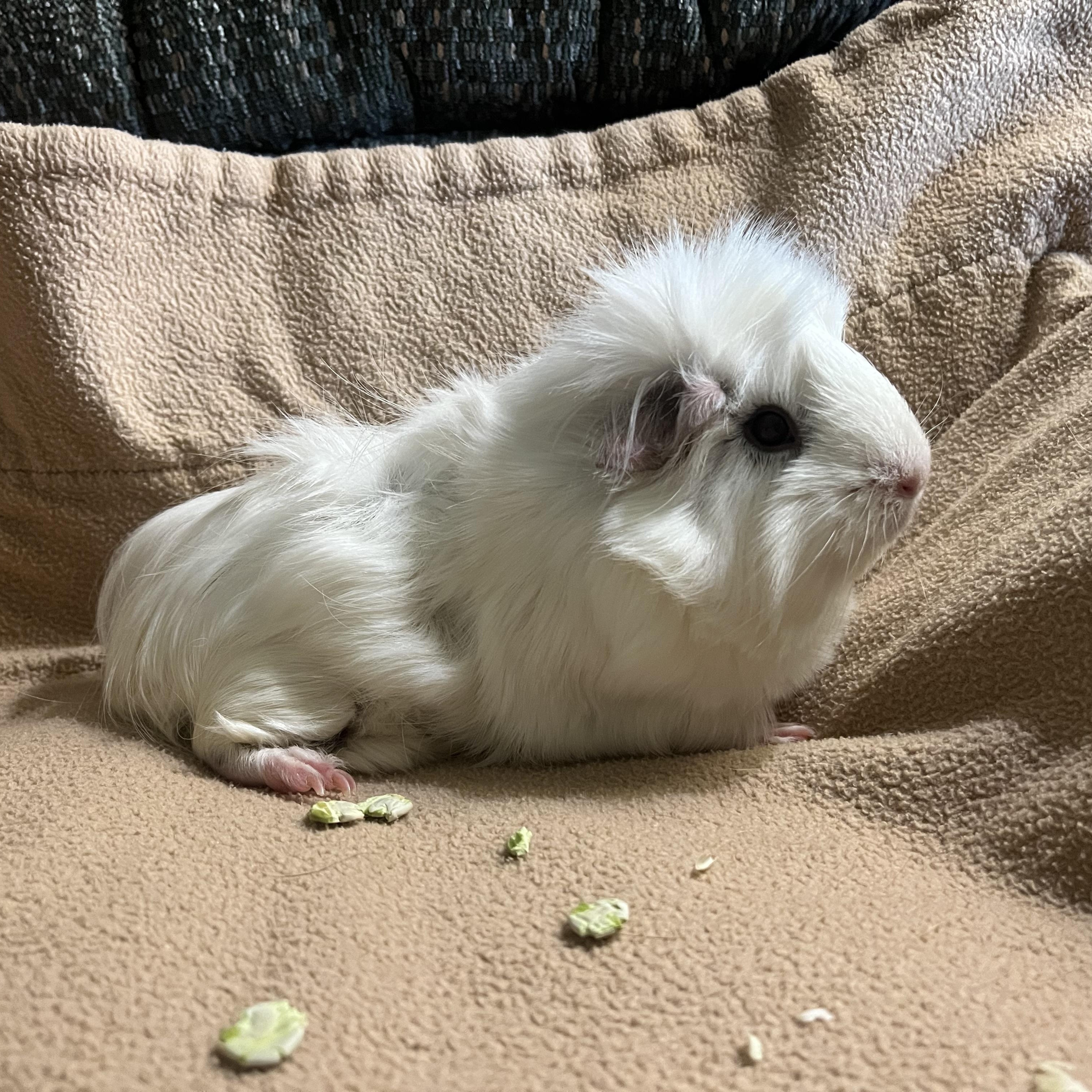 Gracie, Adoptable, Adult Female Guinea Pig.