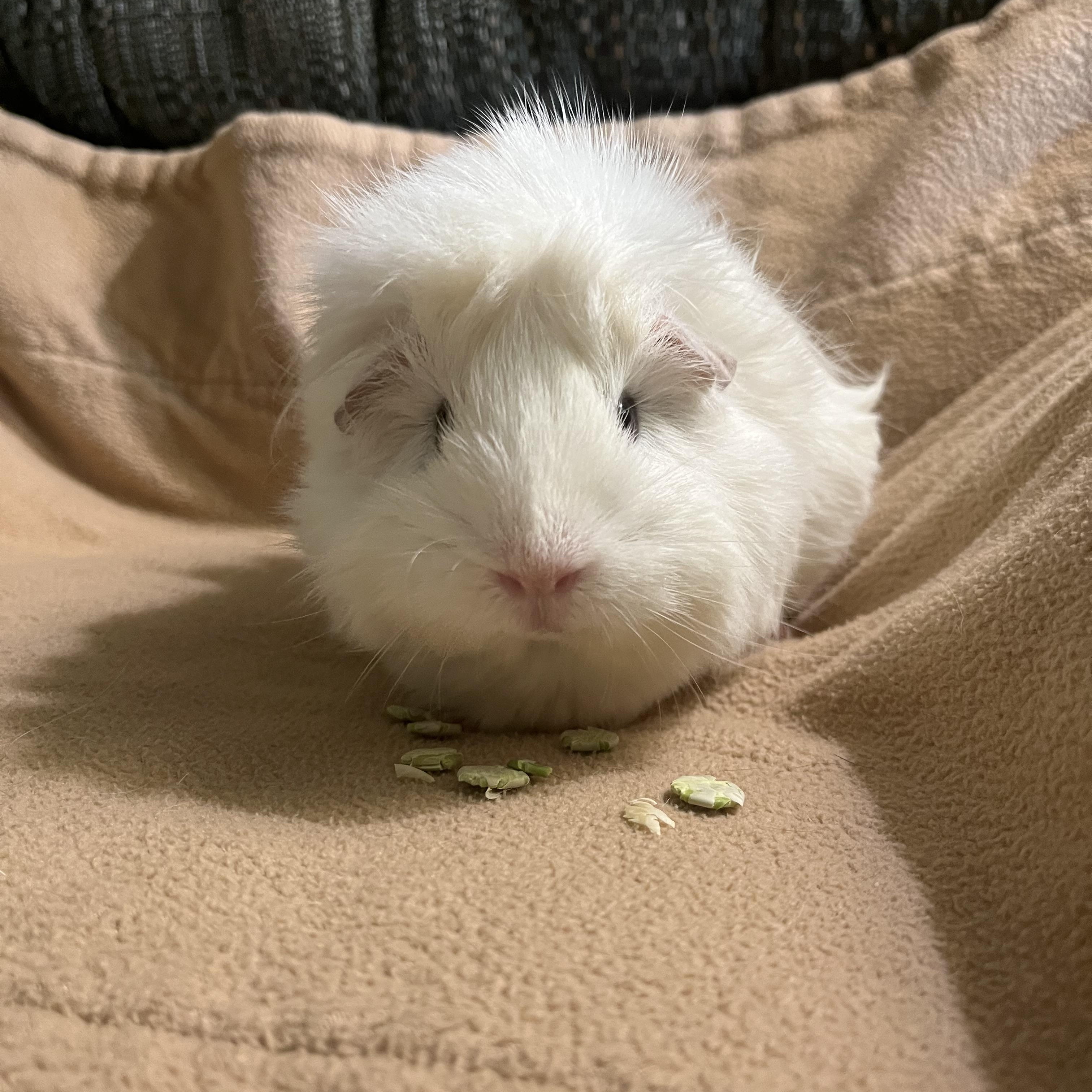 Enlarge Gracie, a Adoptable Guinea Pig in Austin, TX image 2/5