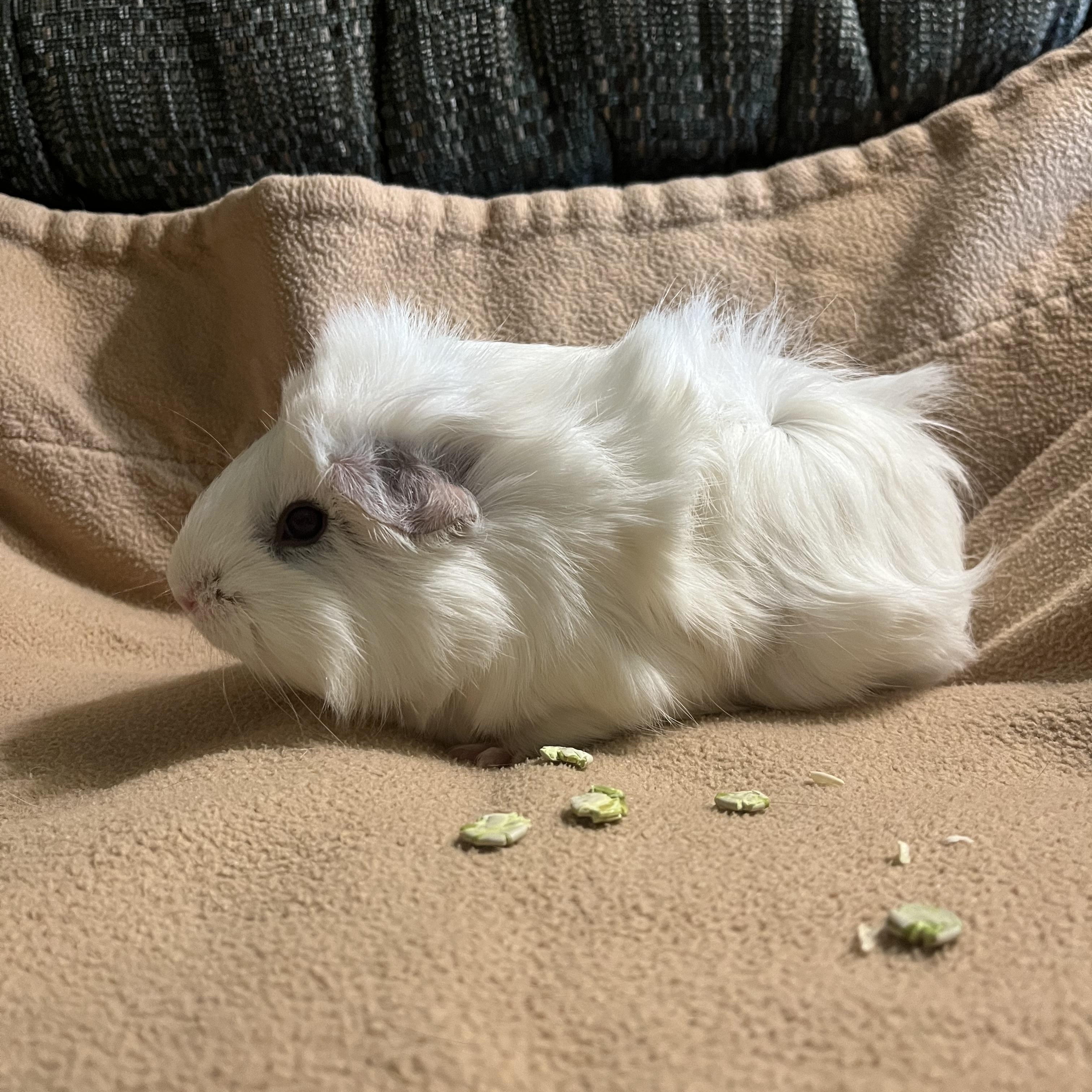 Enlarge Gracie, a Adoptable Guinea Pig in Austin, TX image 5/5