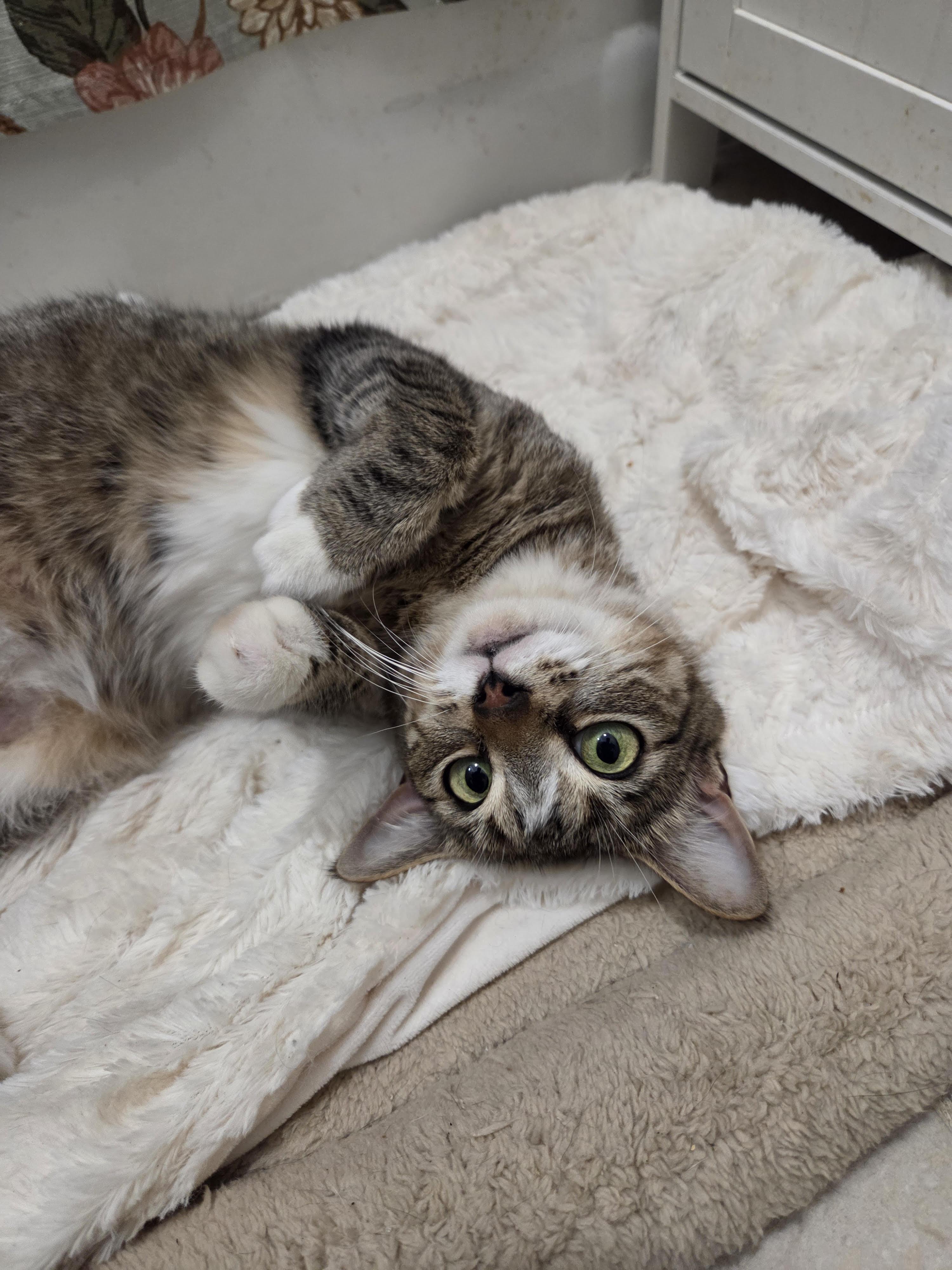 June *$100 adoption fee*
