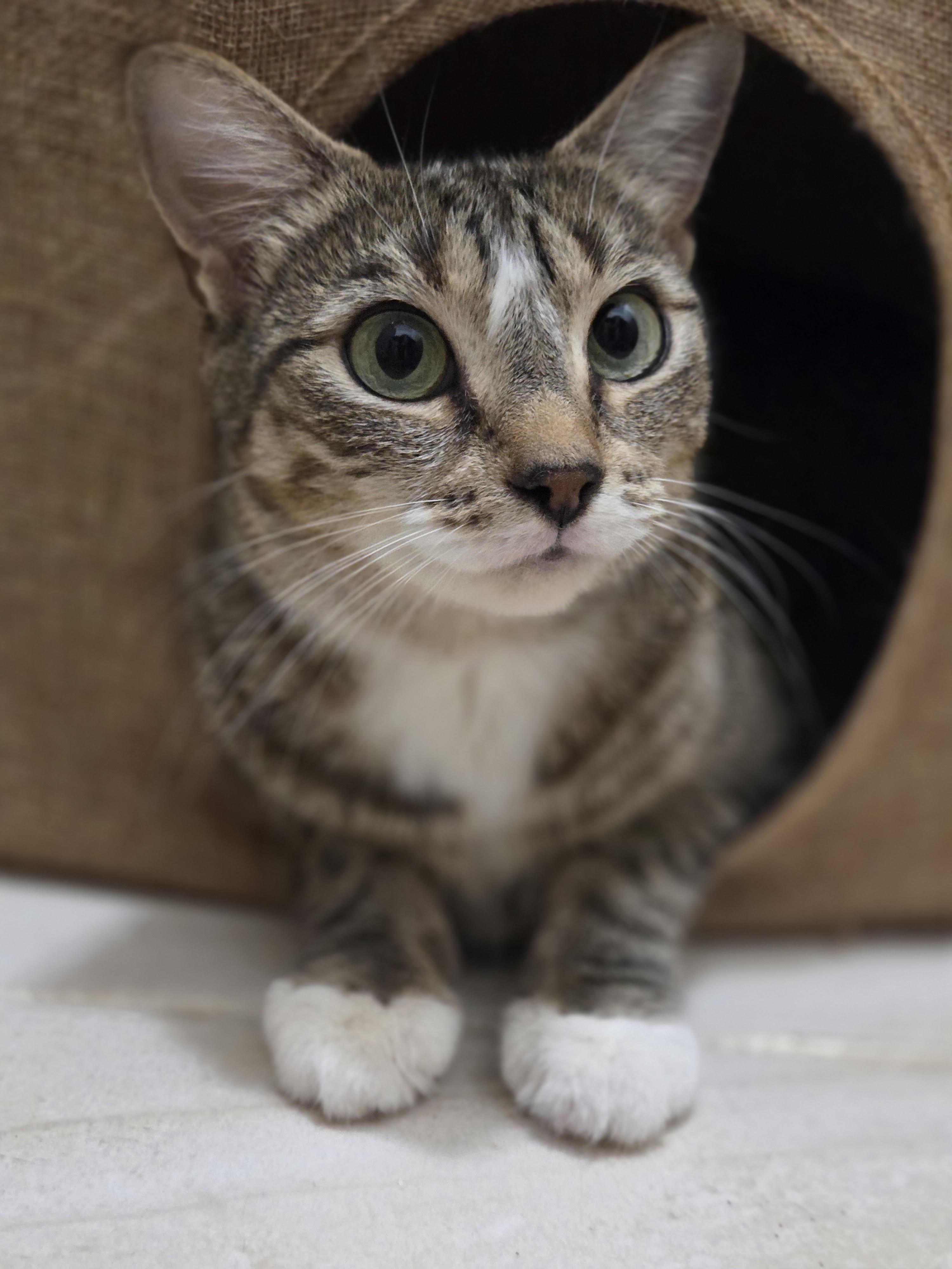 June *$100 adoption fee*
