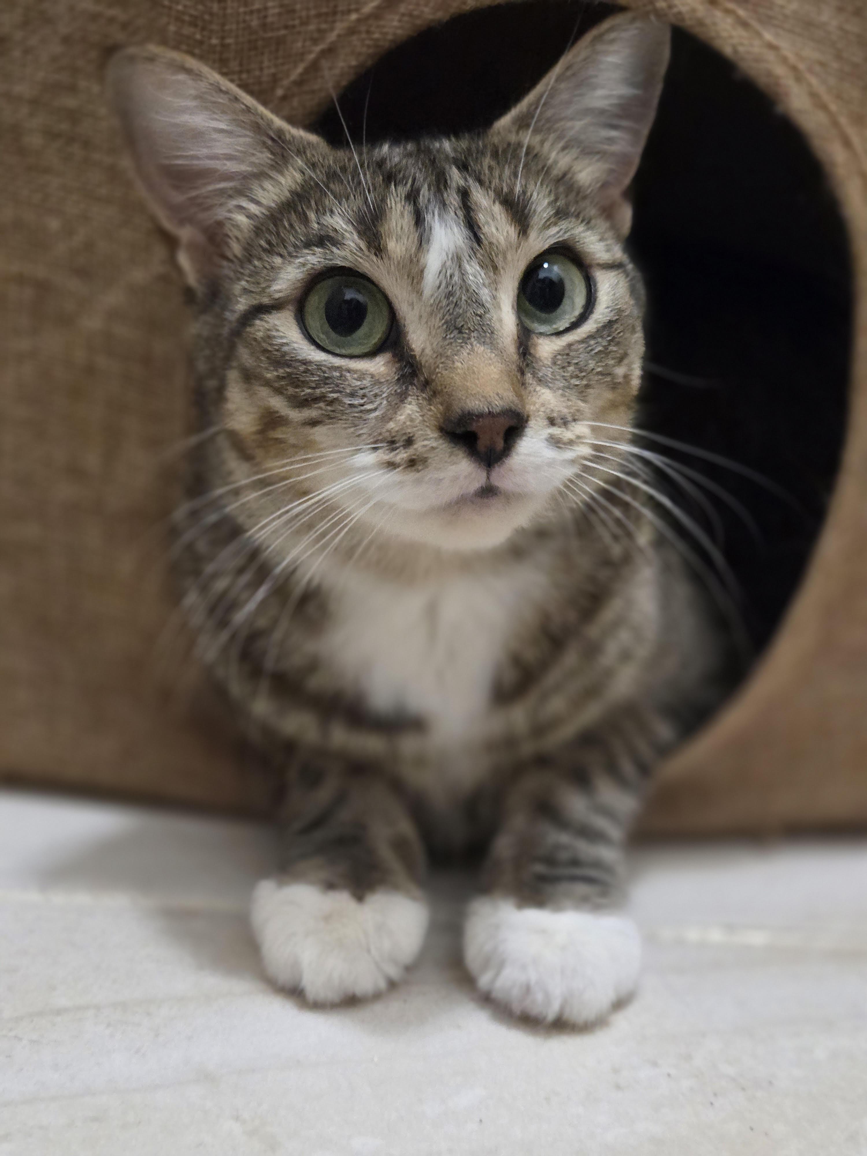 June *$100 adoption fee*