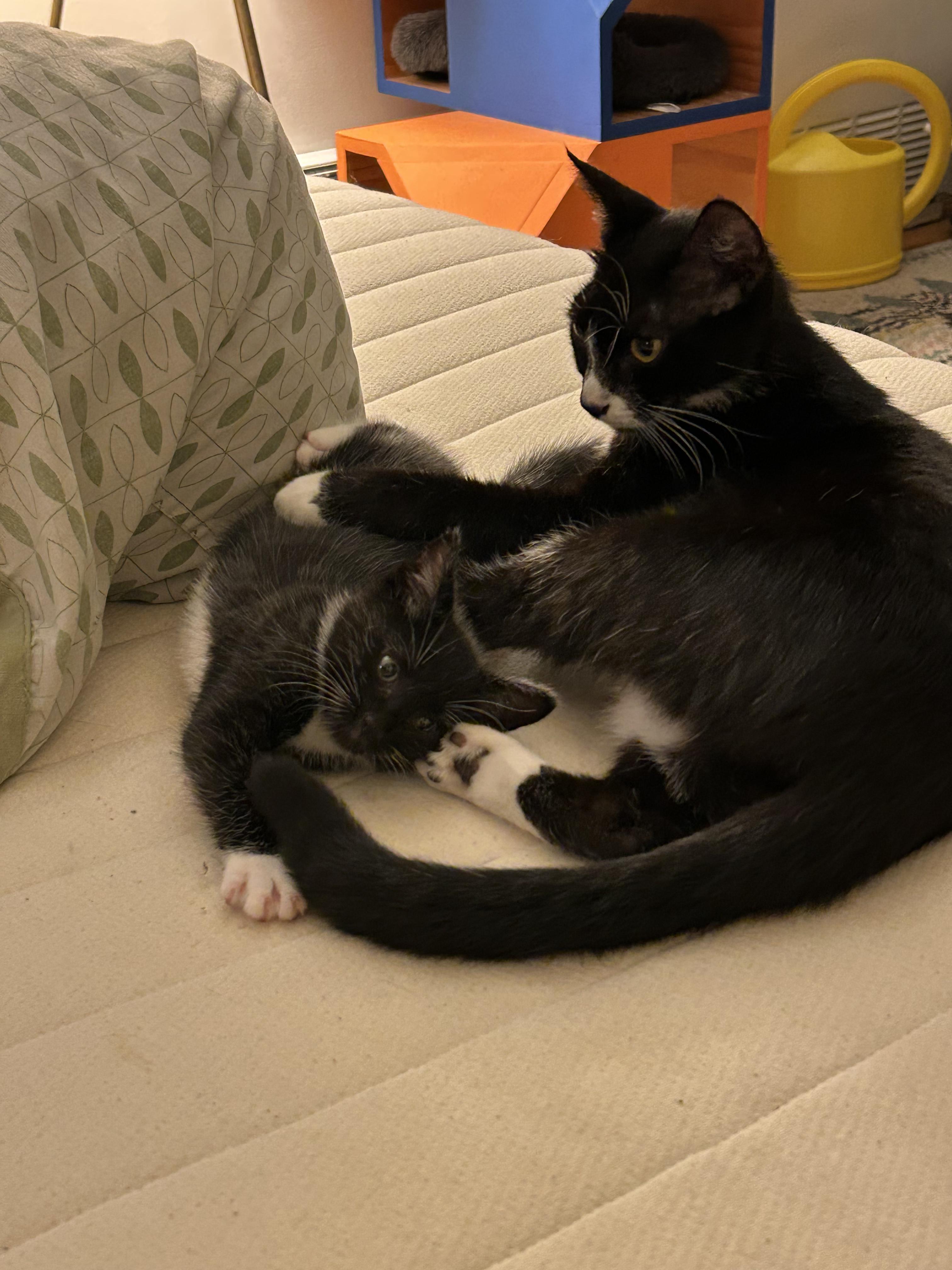 Marscapone, a Adoptable Domestic Short Hair in Brooklyn, NY image 1/6