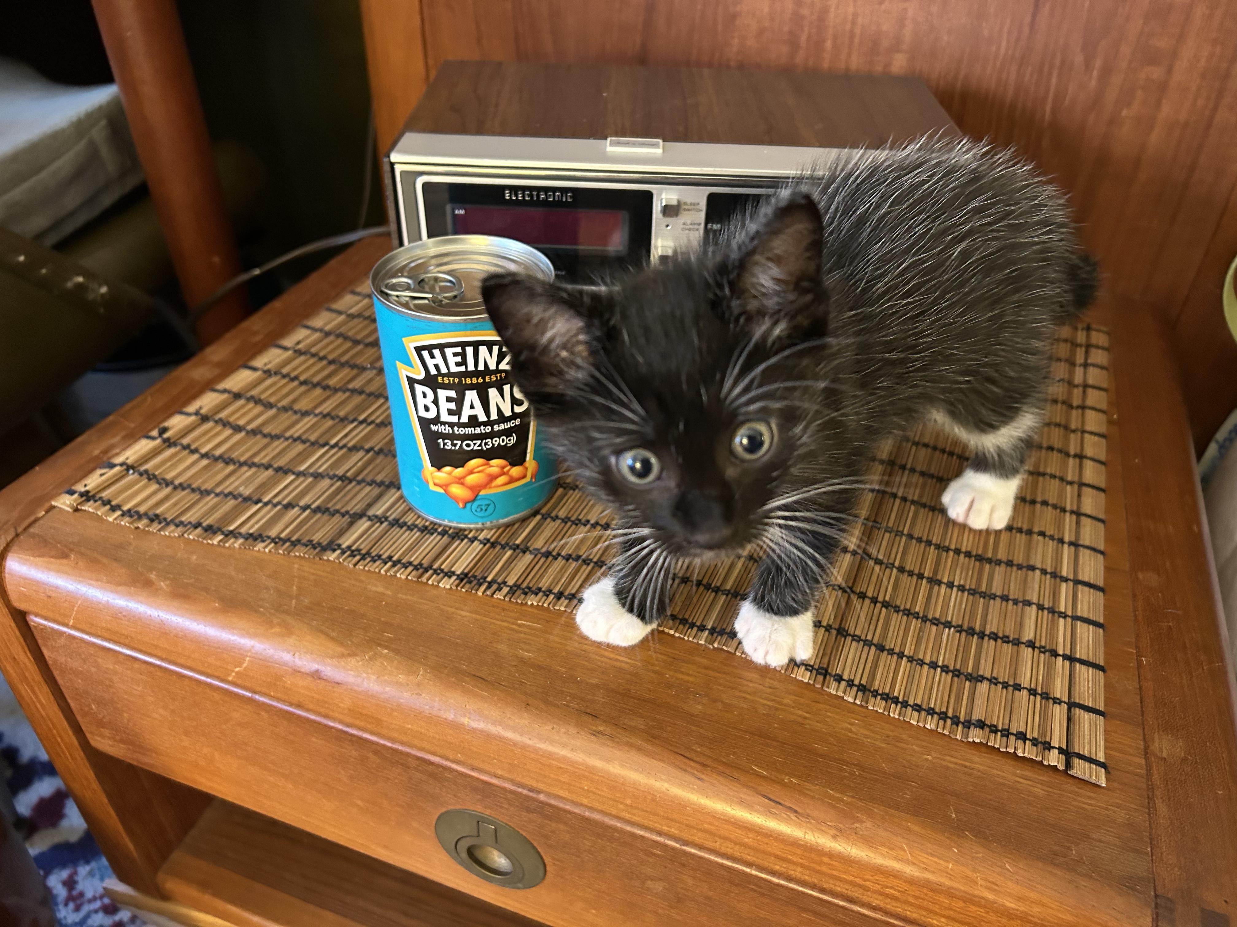 Marscapone, a Adoptable Domestic Short Hair in Brooklyn, NY image 5/6