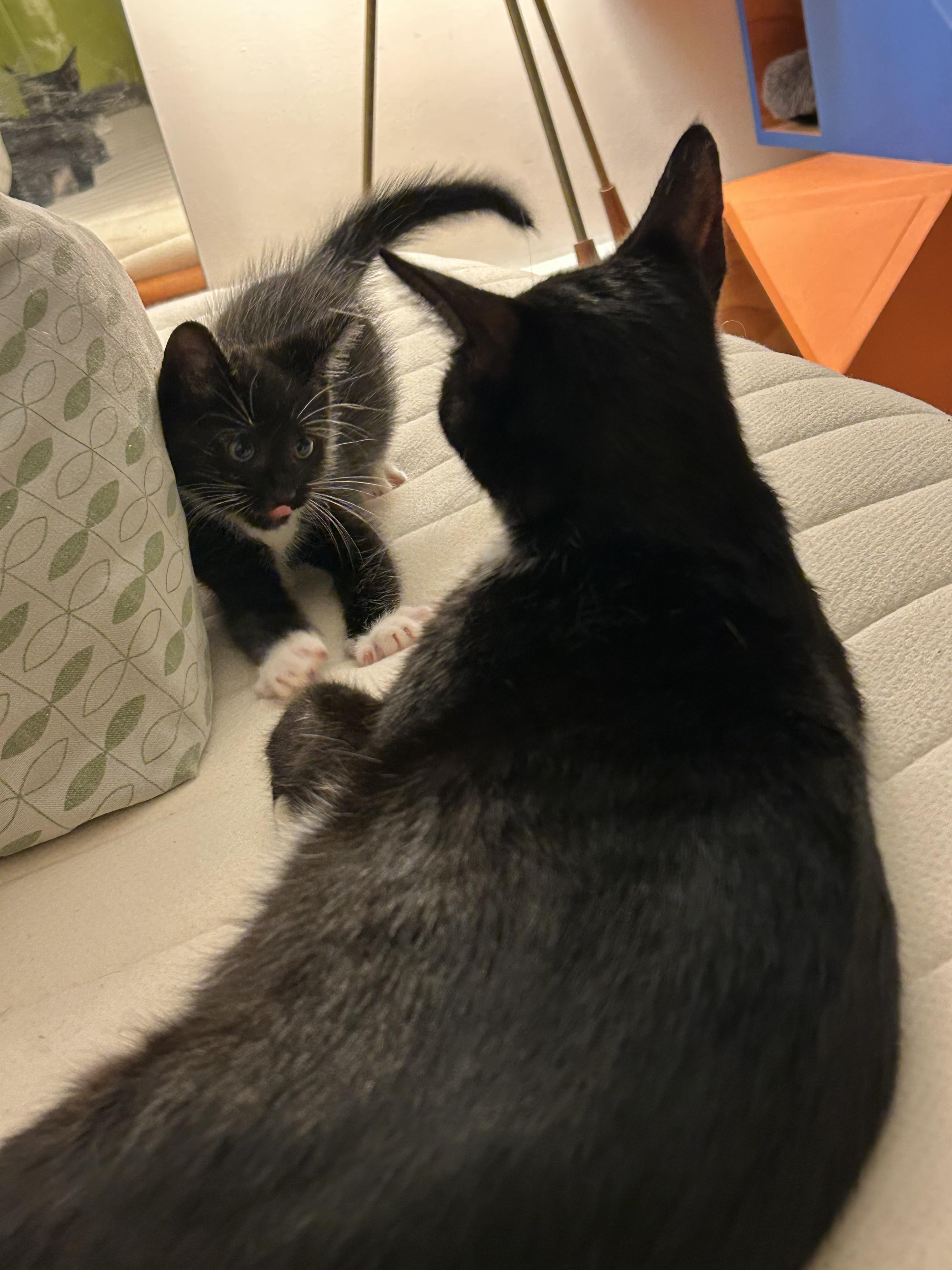 Marscapone, a Adoptable Domestic Short Hair in Brooklyn, NY image 6/6