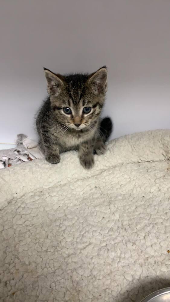 Fiona, a Adoptable Domestic Short Hair in Bolivar, MO image 1/4