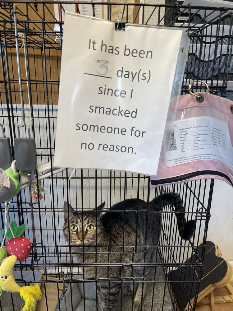 Fiona, a Adoptable Domestic Short Hair in Bolivar, MO image 2/4