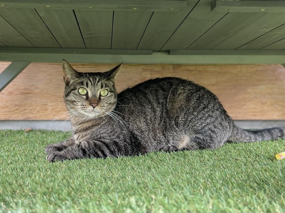 Fiona, a Adoptable Domestic Short Hair in Bolivar, MO image 4/4