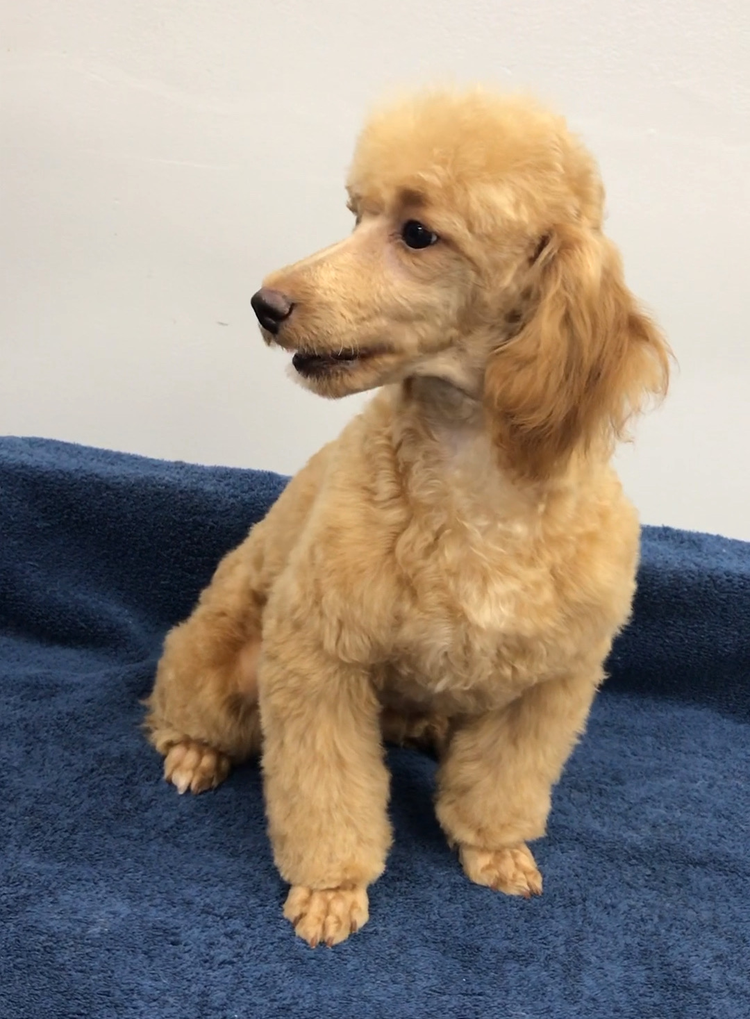 McCartney, Adoptable, Puppy Male Poodle.