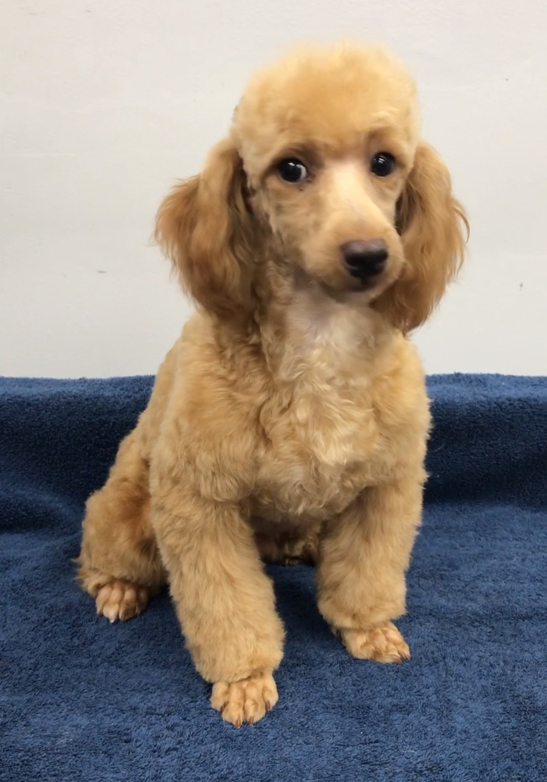 McCartney, a Adoptable Poodle in Lincolnwood, IL image 2/4