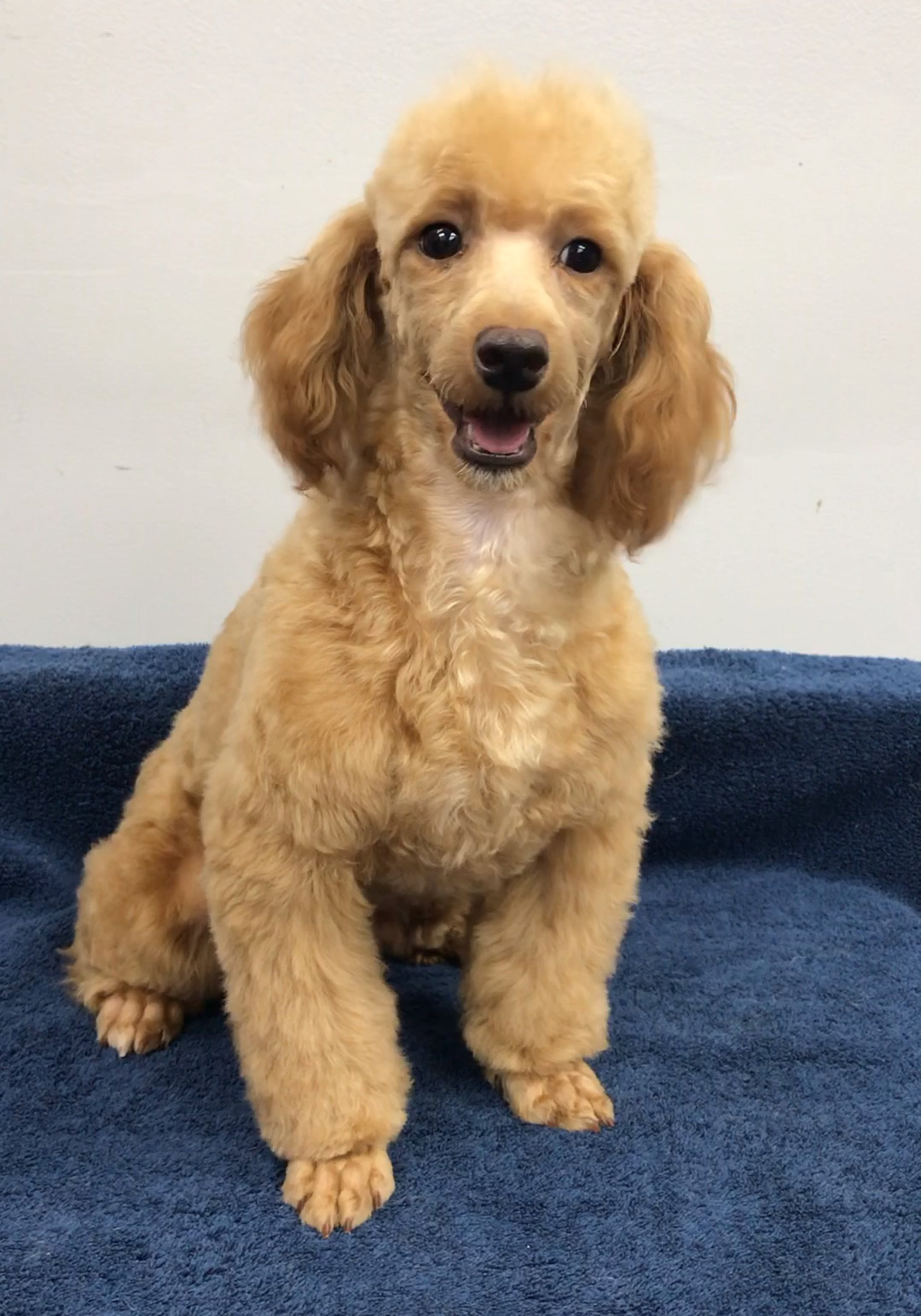 McCartney, a Adoptable Poodle in Lincolnwood, IL image 4/4