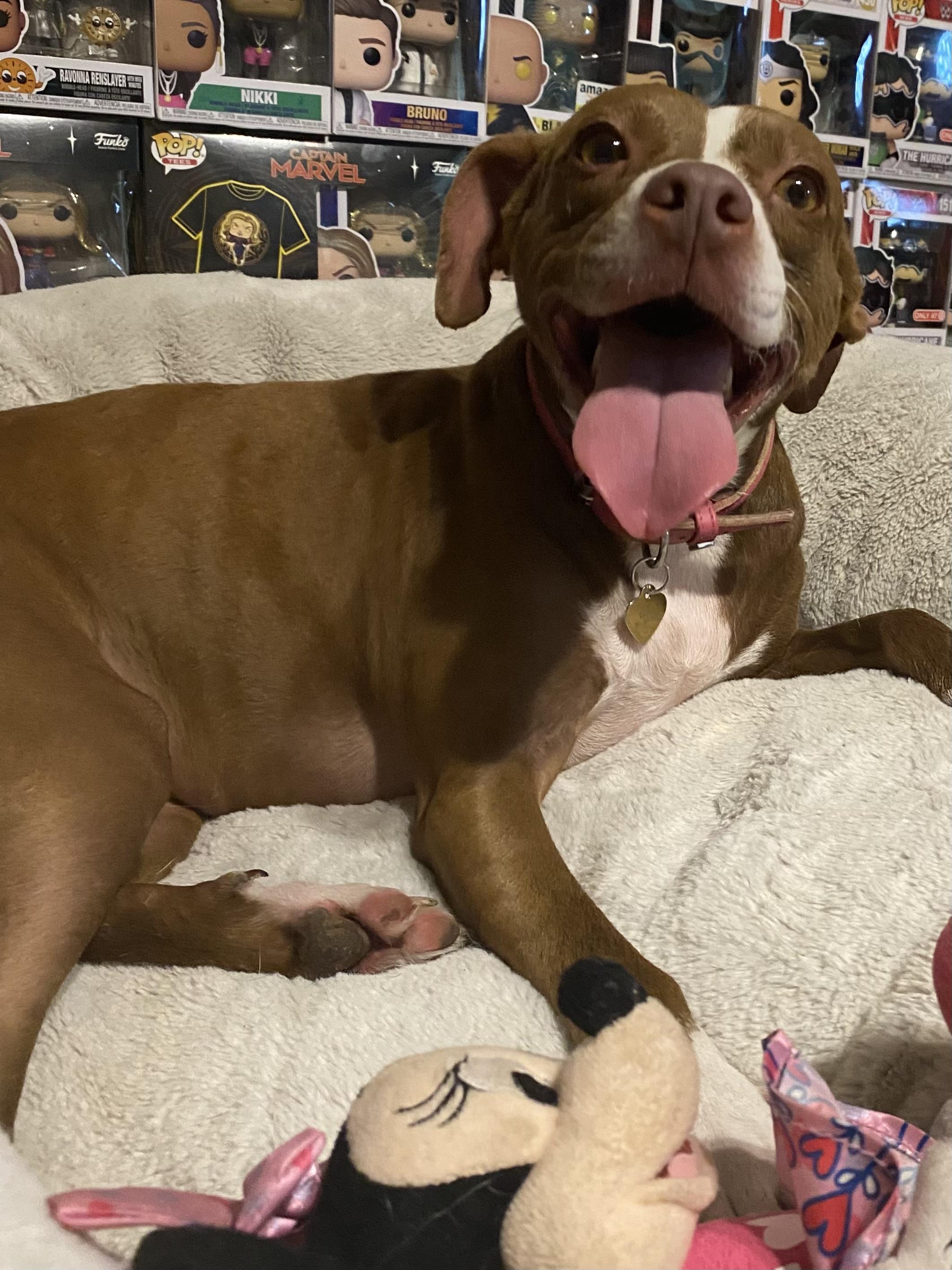 Roxy, a Adoptable mixed breed in Davie, FL image 1/6