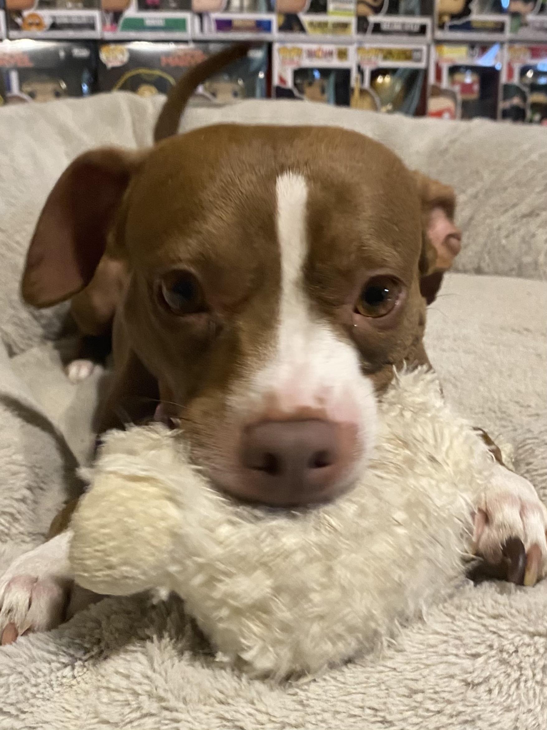 Roxy, a Adoptable mixed breed in Davie, FL image 2/6