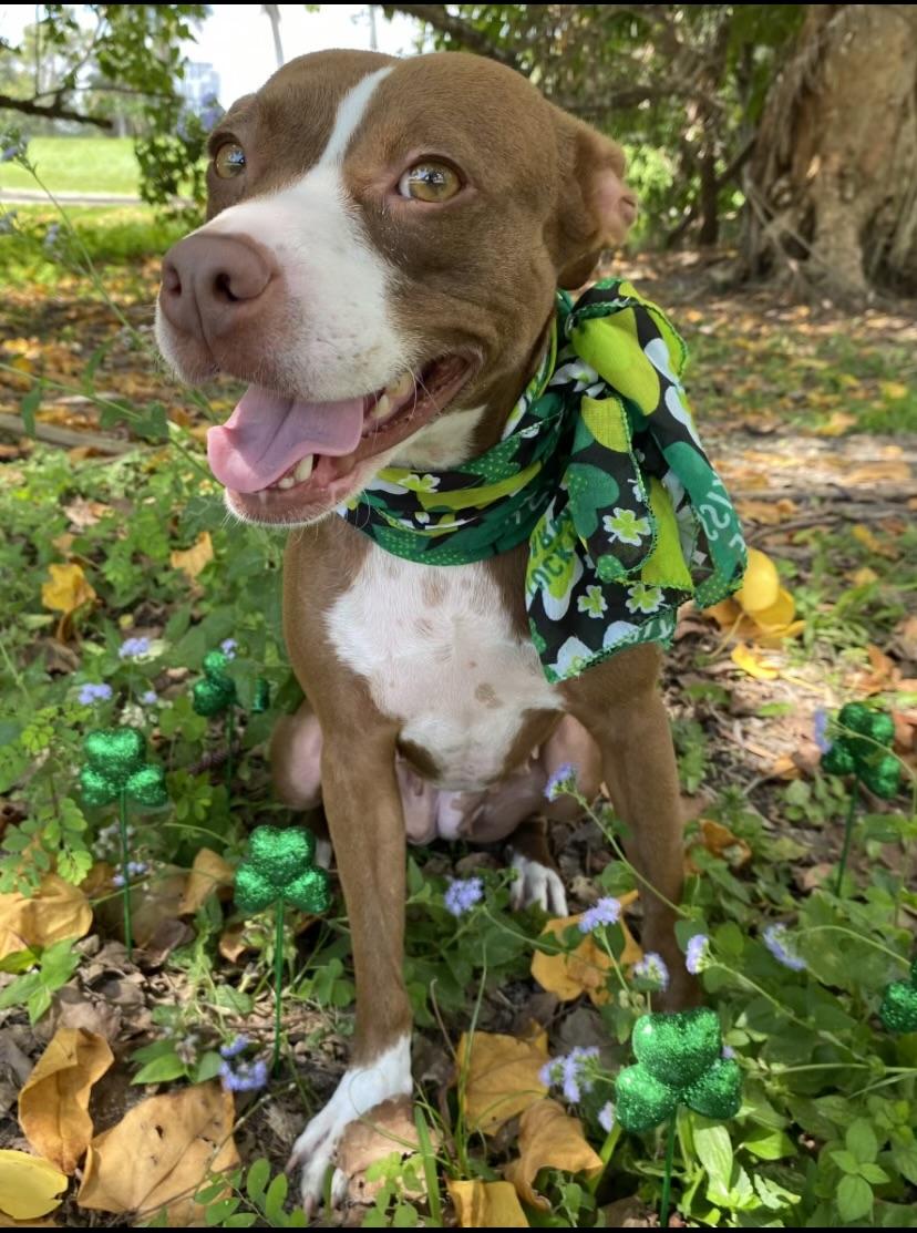 Roxy, a Adoptable mixed breed in Davie, FL image 3/6
