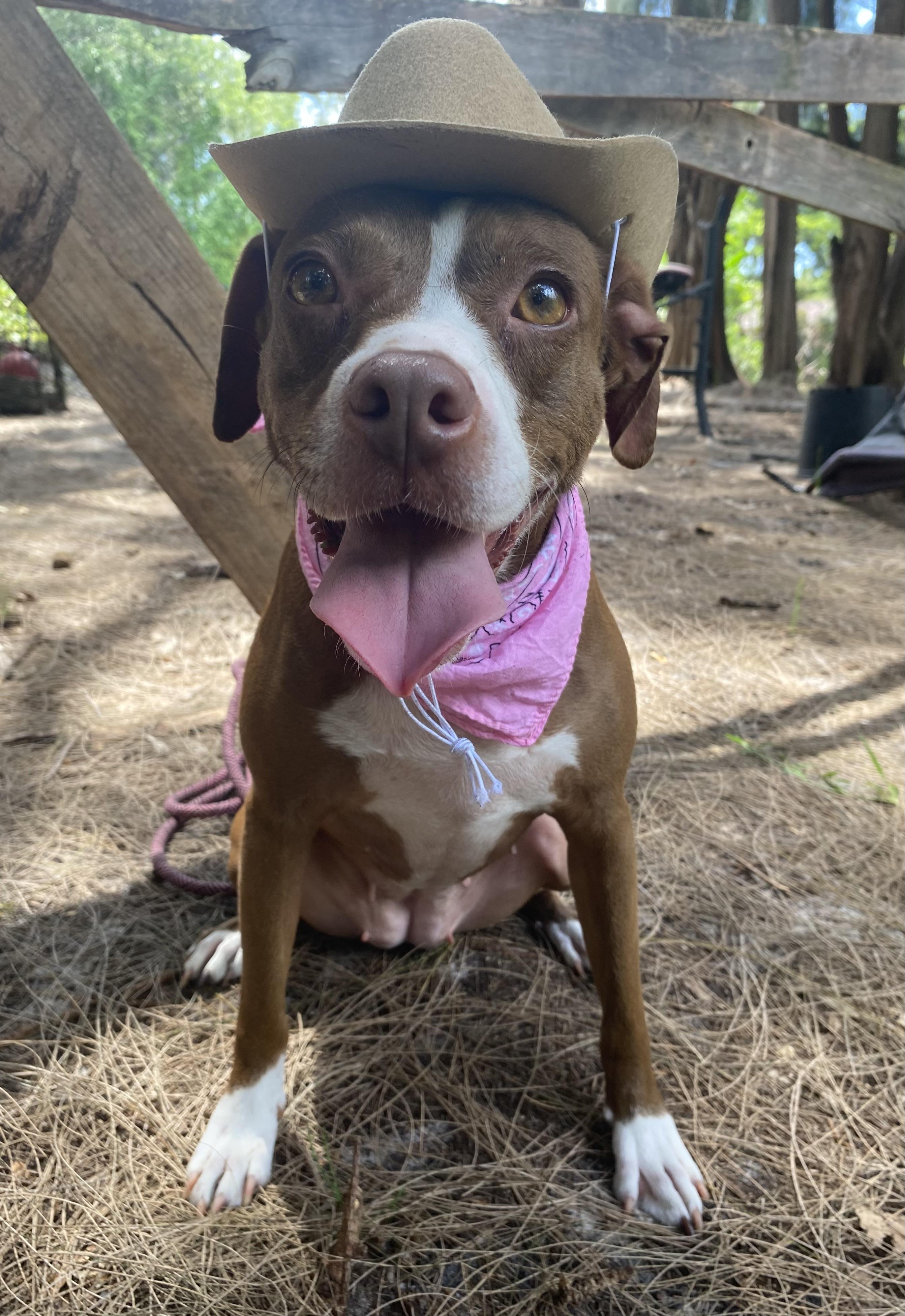 Roxy, a Adoptable mixed breed in Davie, FL image 4/6