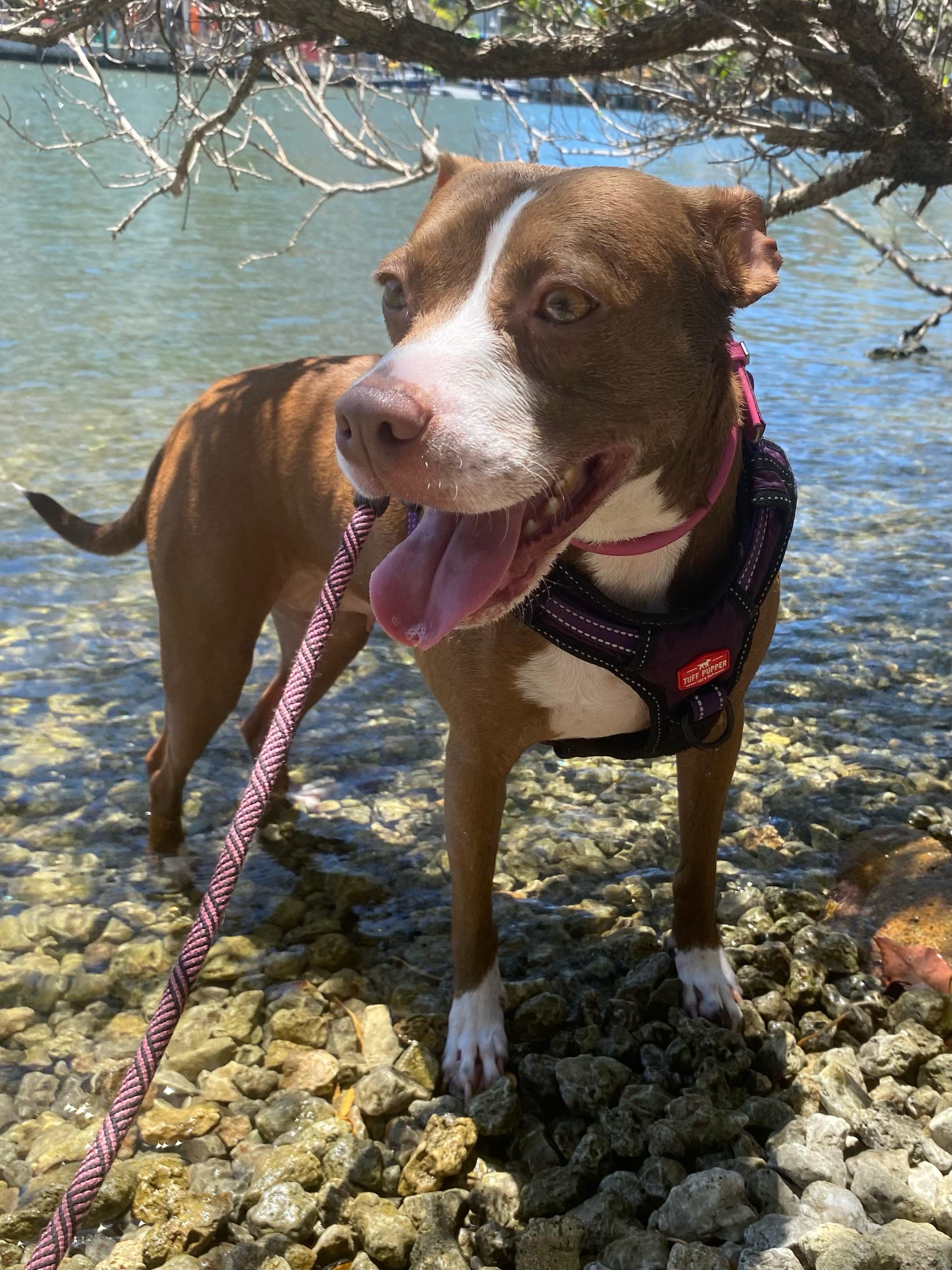 Roxy, a Adoptable mixed breed in Davie, FL image 5/6