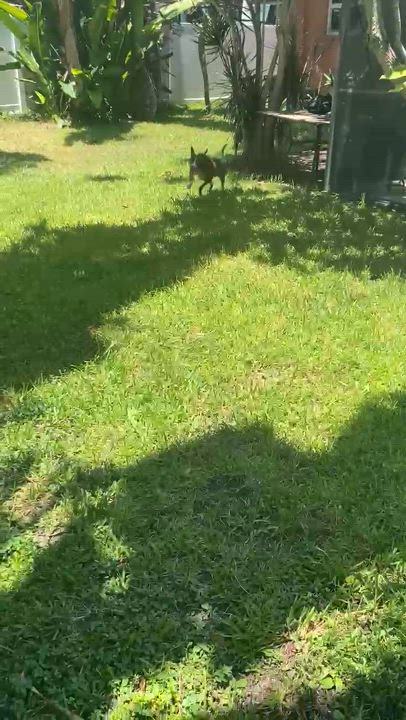 Enlarge Roxy, a Adoptable mixed breed in Davie, FL video 6/6