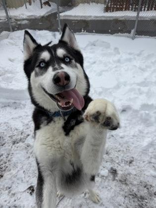 Enlarge Dino, a Adoptable mixed breed in Wantagh, NY image 2/3