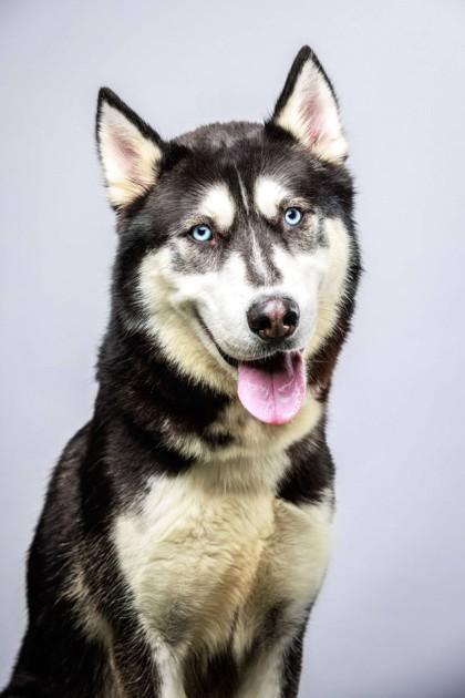 Enlarge Dino, a Adoptable mixed breed in Wantagh, NY image 3/3