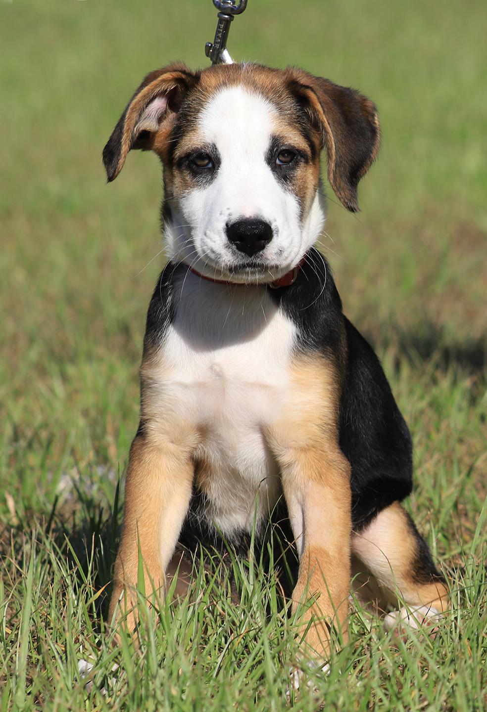 Rosemary, adopted, Puppy Female Hound.
