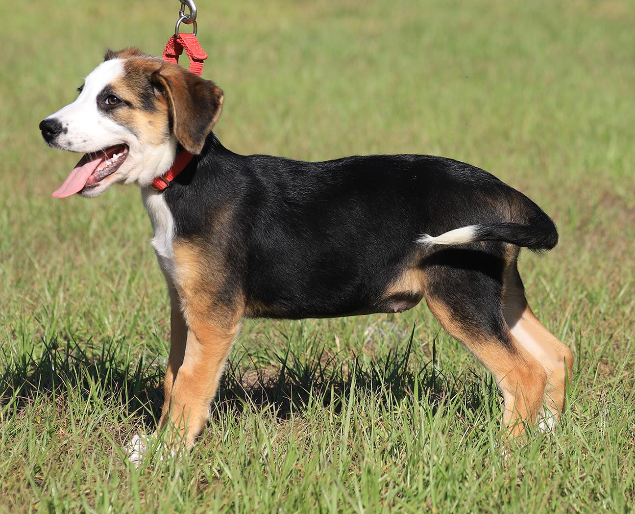 Rosemary, an adopted mixed breed in North Fort Myers, FL image 3/3