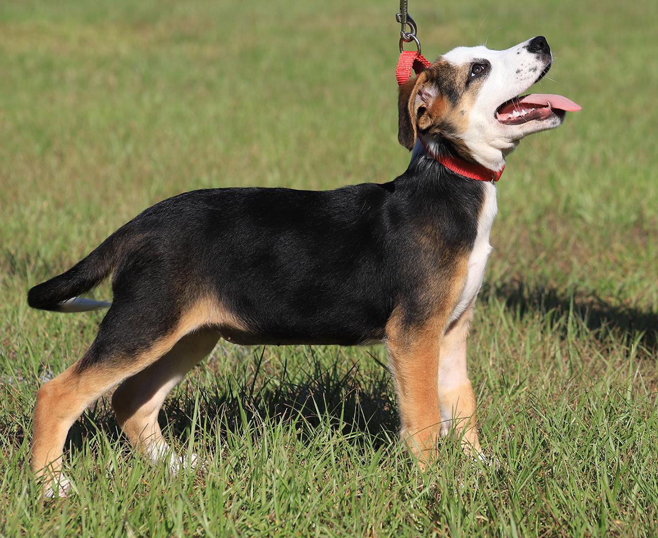 Rosemary, an adopted mixed breed in North Fort Myers, FL image 2/3
