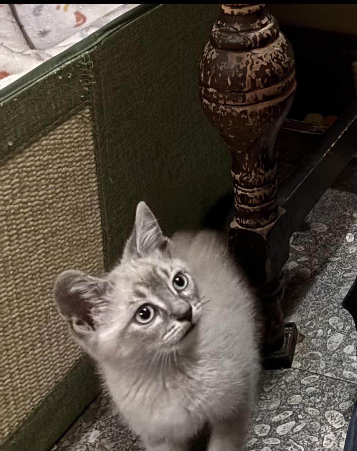 Smokie, ADOPTABLE, Kitten Male Siamese & Domestic Short Hair.