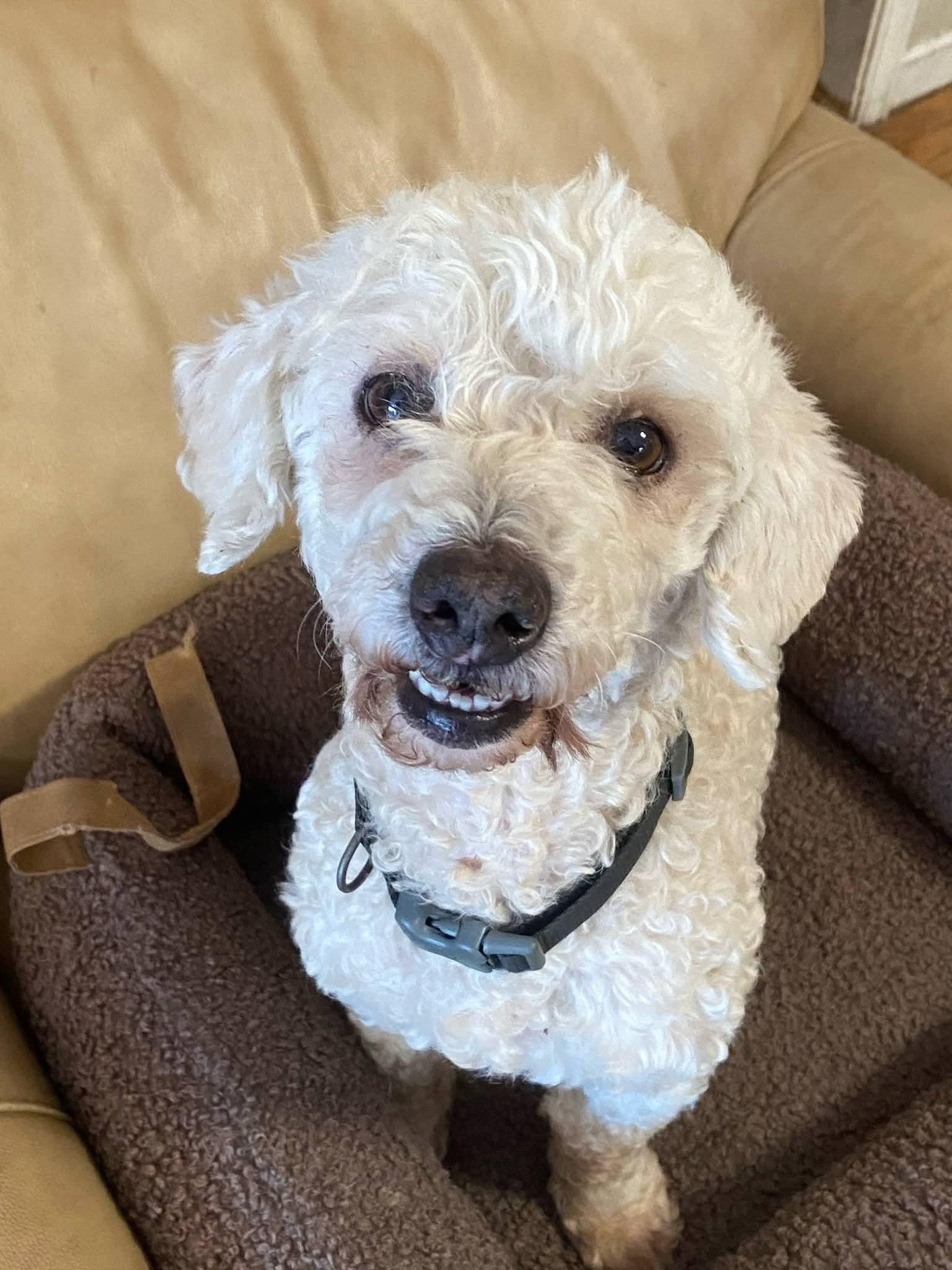 Pluto , a ADOPTABLE Poodle in Oakland, CA image 3/5