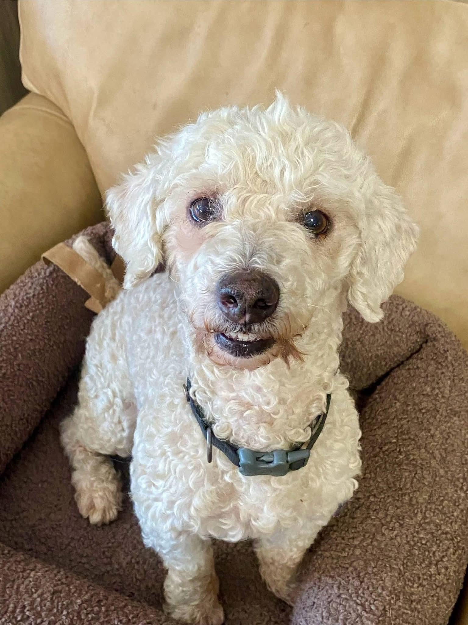 Pluto , a ADOPTABLE Poodle in Oakland, CA image 5/5