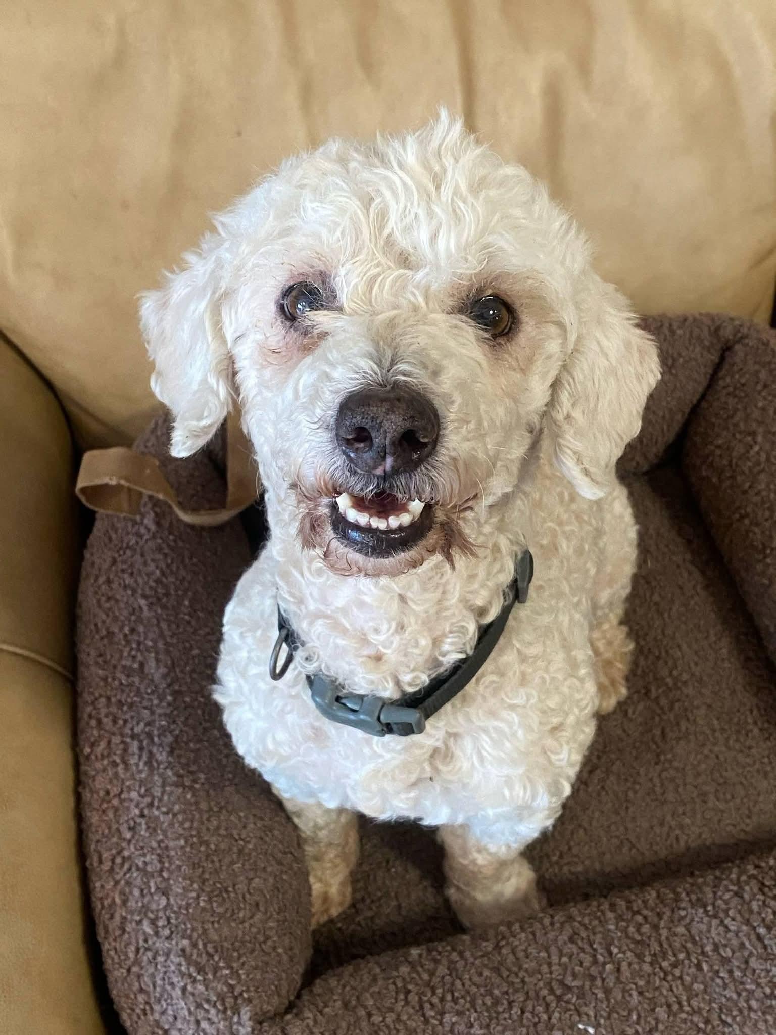 Pluto , a ADOPTABLE Poodle in Oakland, CA image 2/5