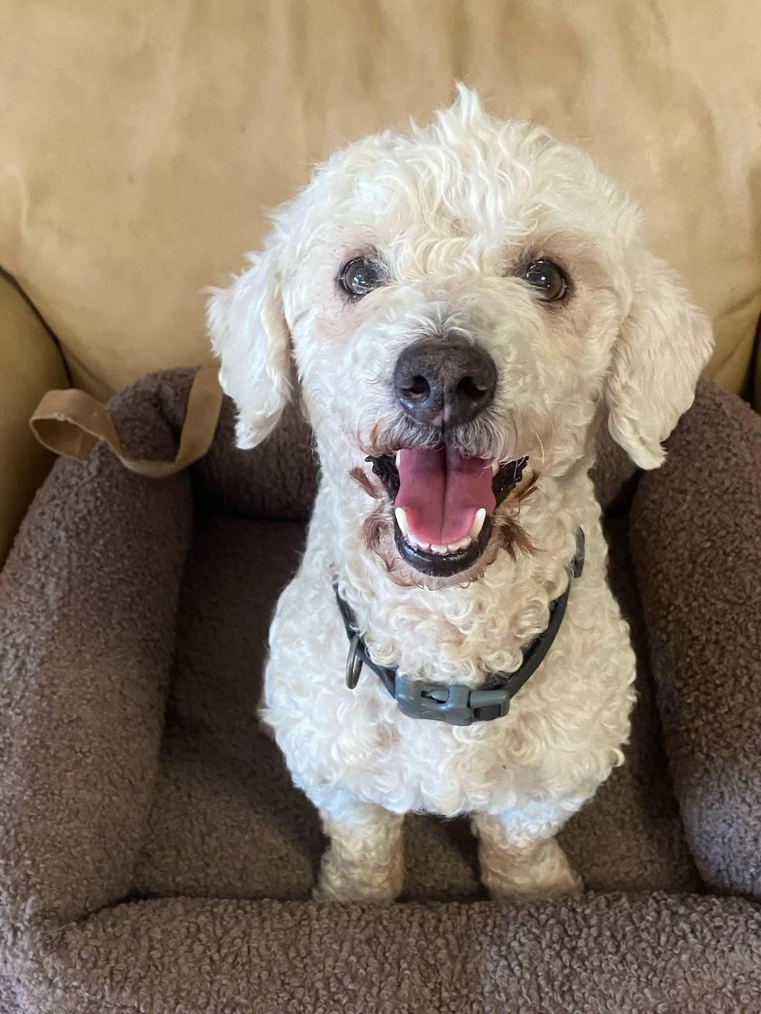 Pluto , ADOPTABLE, Adult Male Poodle.