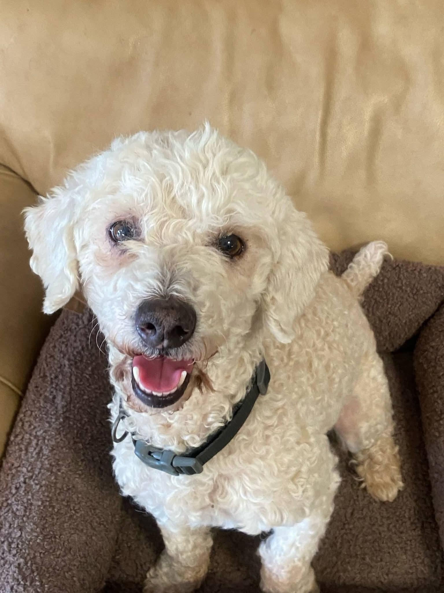 Pluto , a ADOPTABLE Poodle in Oakland, CA image 4/5