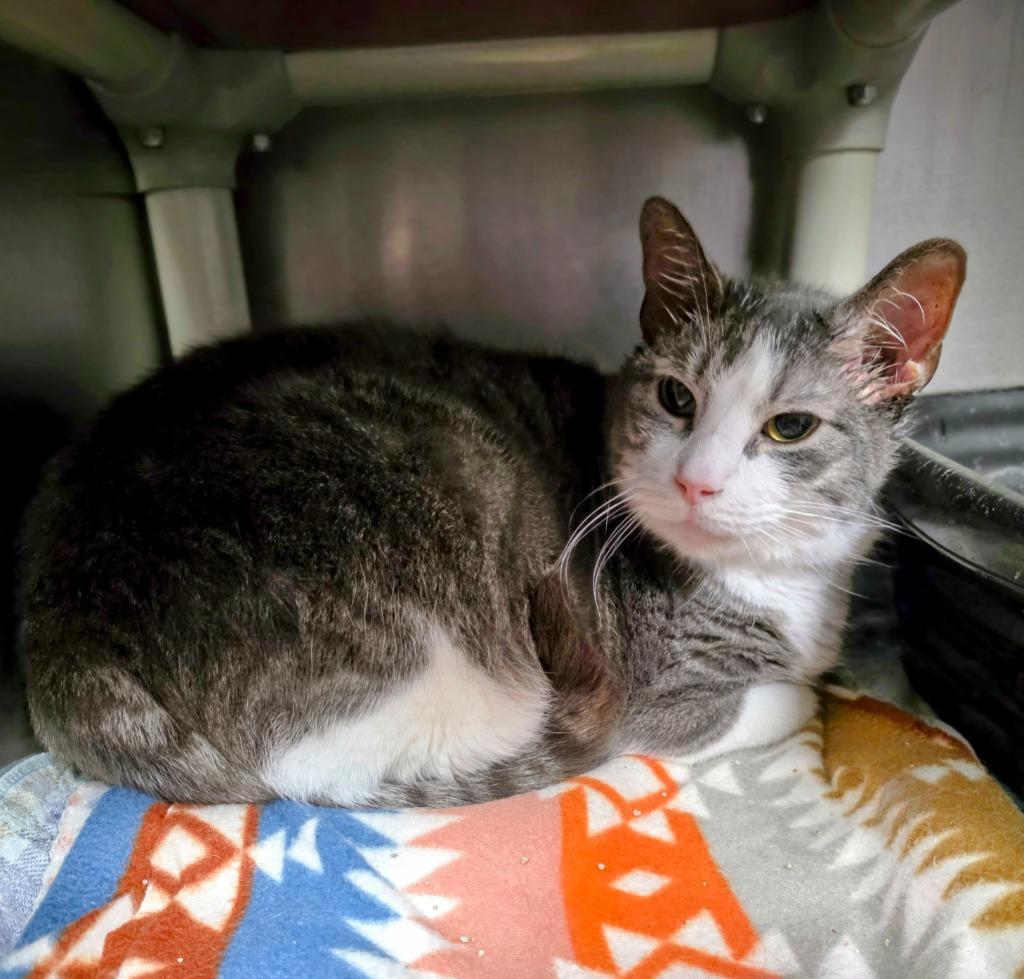 Elio, Adopted, Adult Male Domestic Short Hair.